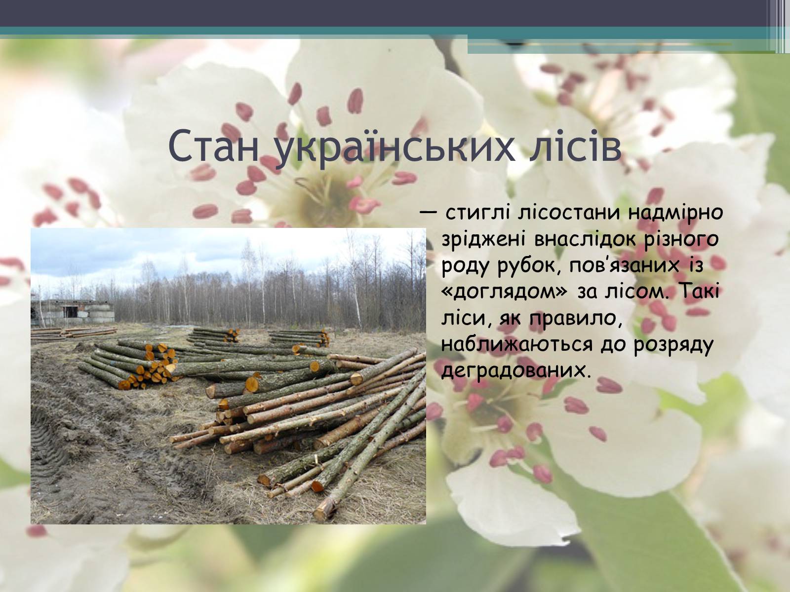 Презентація на тему «Ліси потребують допомоги» - Слайд #17 Презентація на тему «Ліси потребують допомоги» - Слайд #17