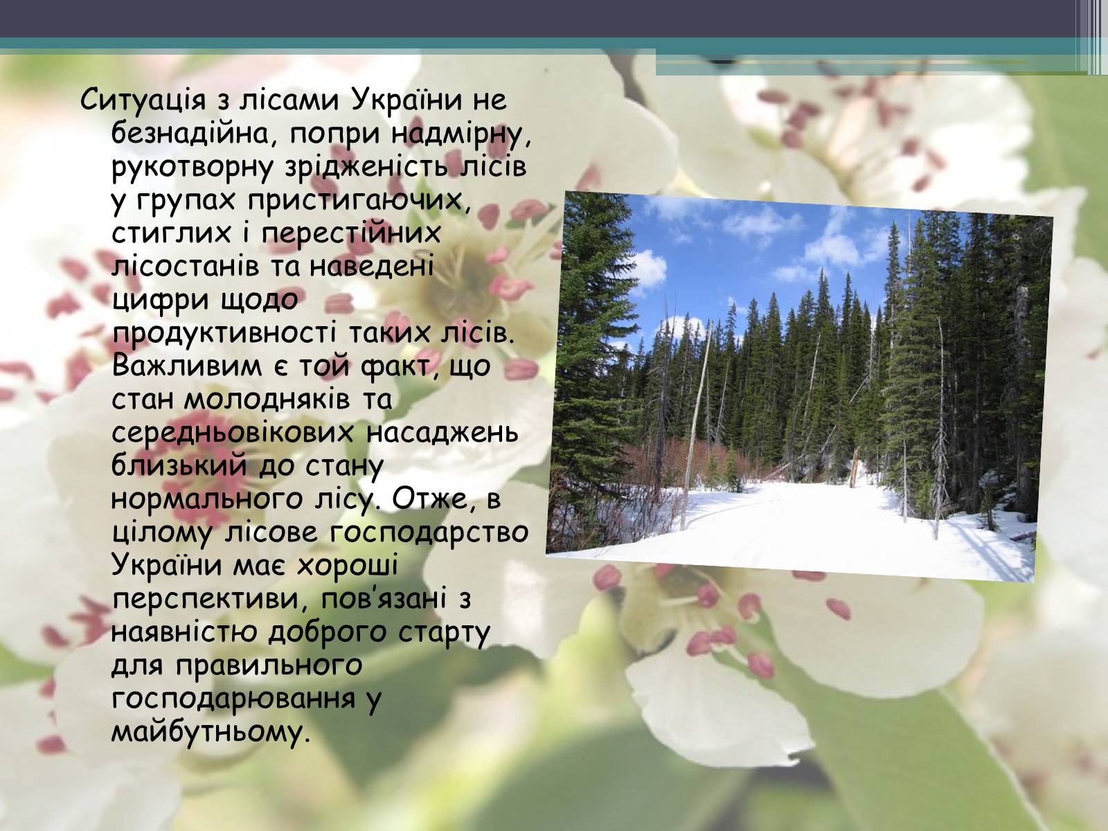 Презентація на тему «Ліси потребують допомоги» - Слайд #19 Презентація на тему «Ліси потребують допомоги» - Слайд #19