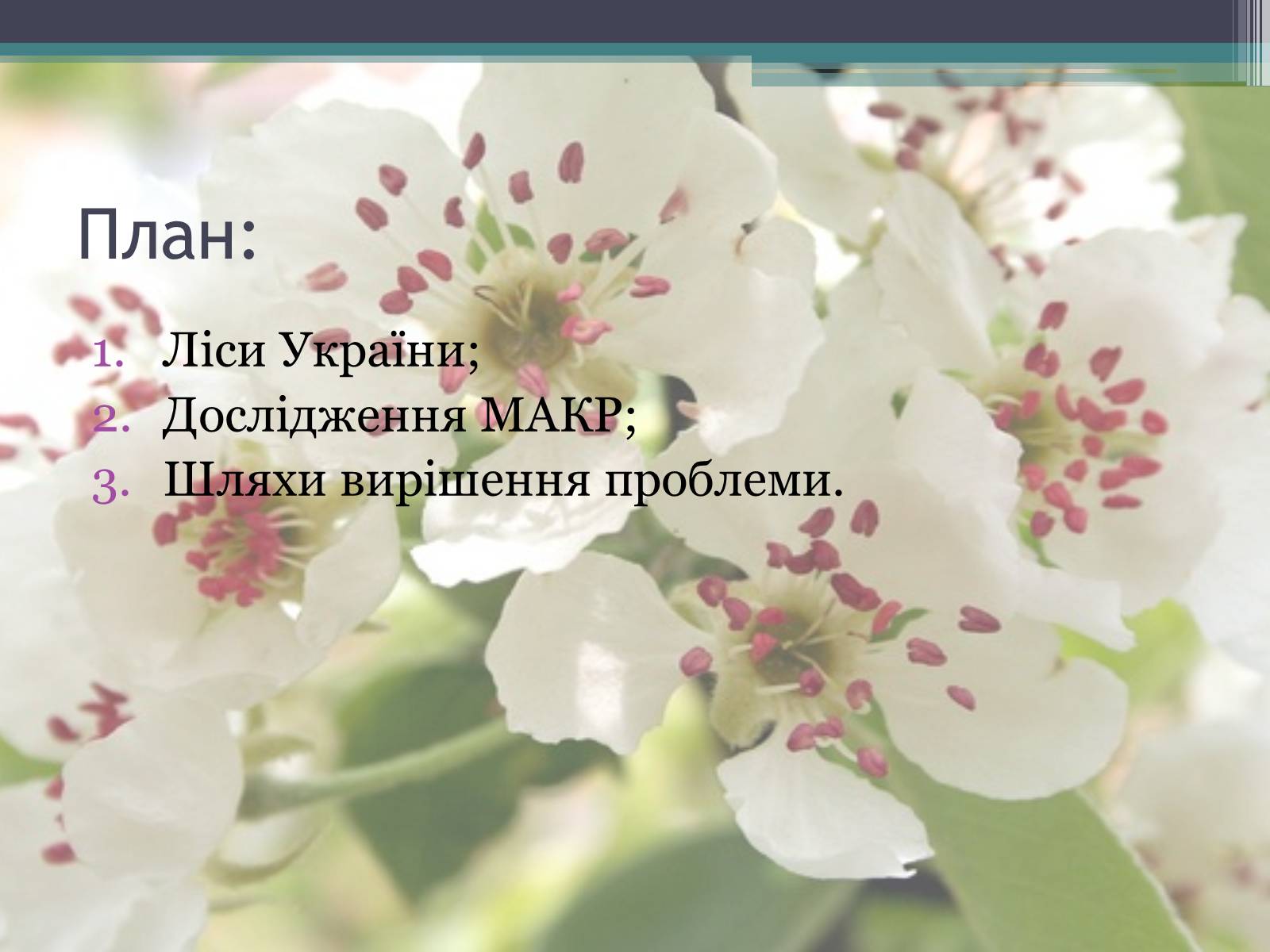 Презентація на тему «Ліси потребують допомоги» - Слайд #2 Презентація на тему «Ліси потребують допомоги» - Слайд #2