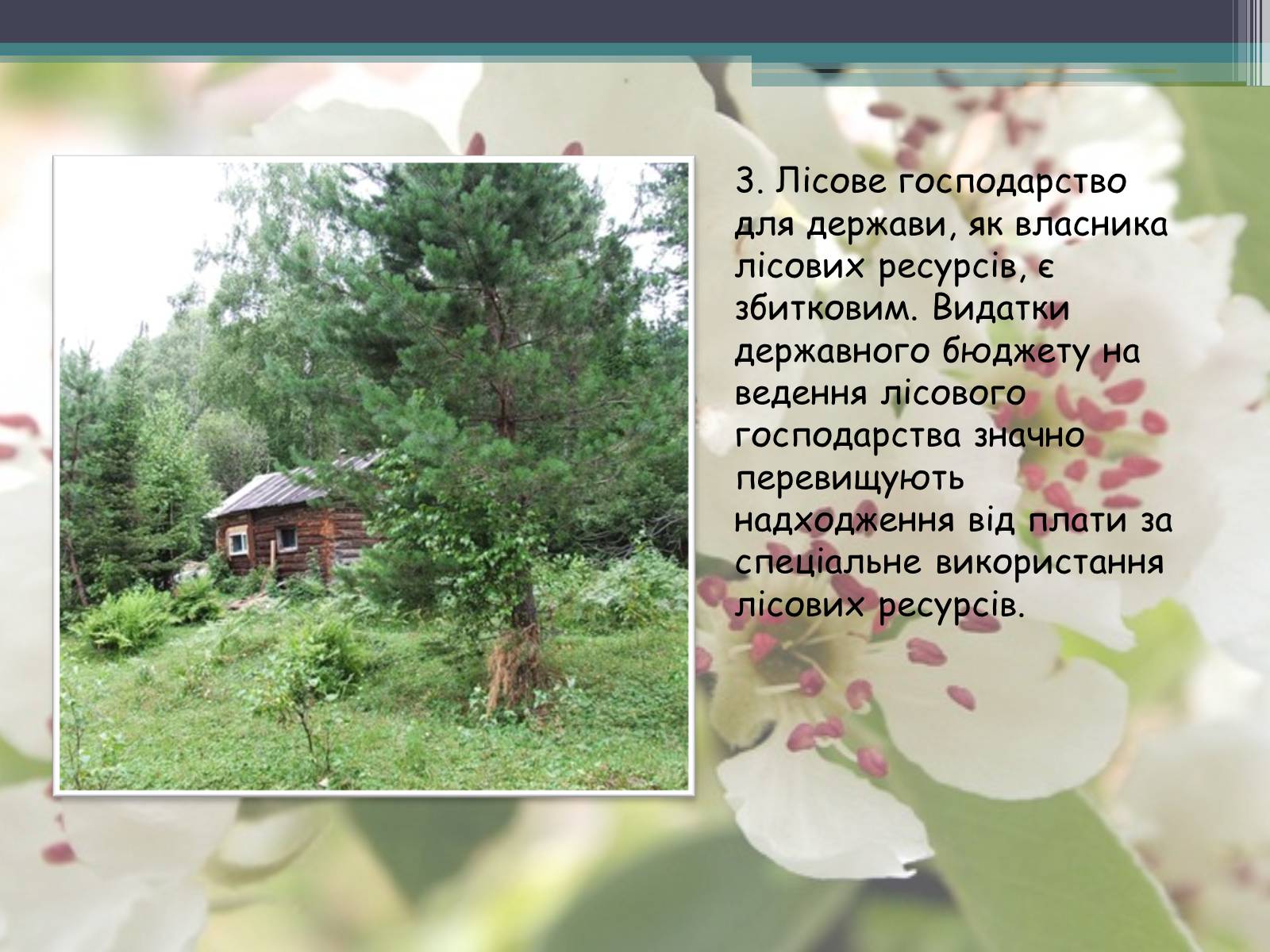Презентація на тему «Ліси потребують допомоги» - Слайд #21 Презентація на тему «Ліси потребують допомоги» - Слайд #21