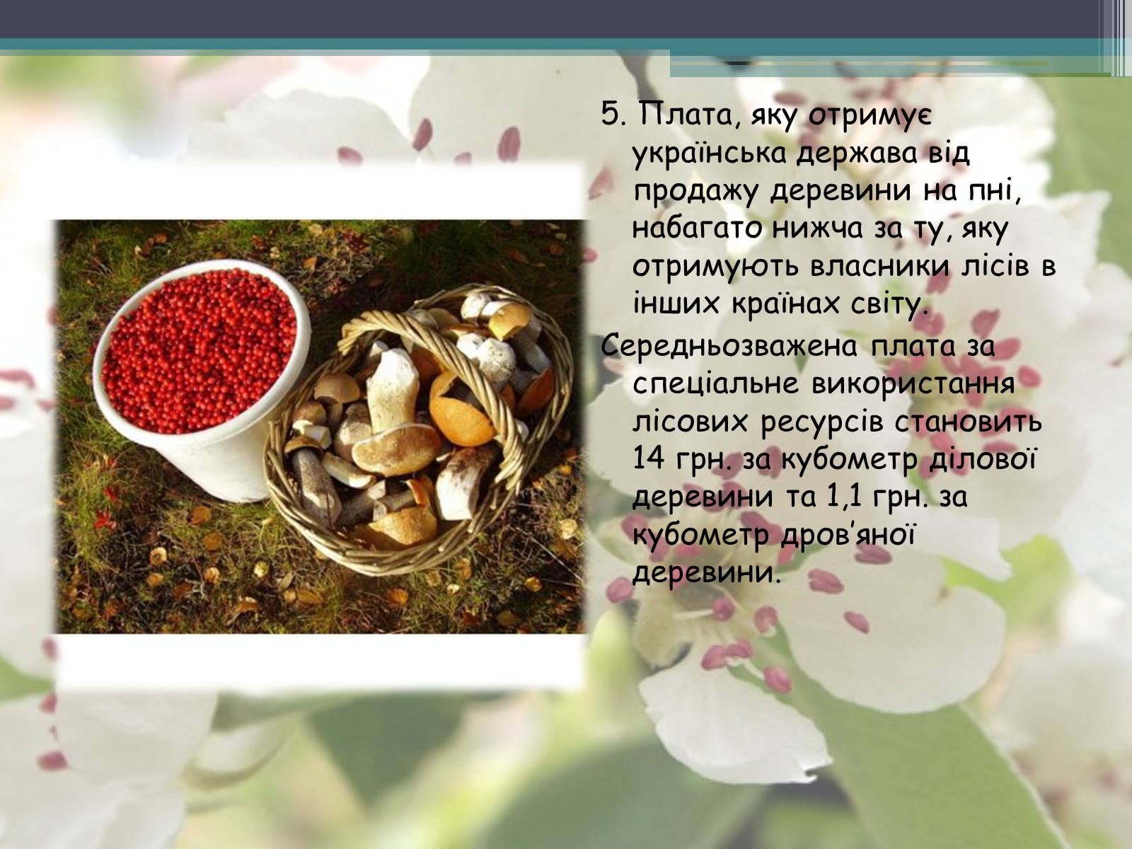 Презентація на тему «Ліси потребують допомоги» - Слайд #23 Презентація на тему «Ліси потребують допомоги» - Слайд #23