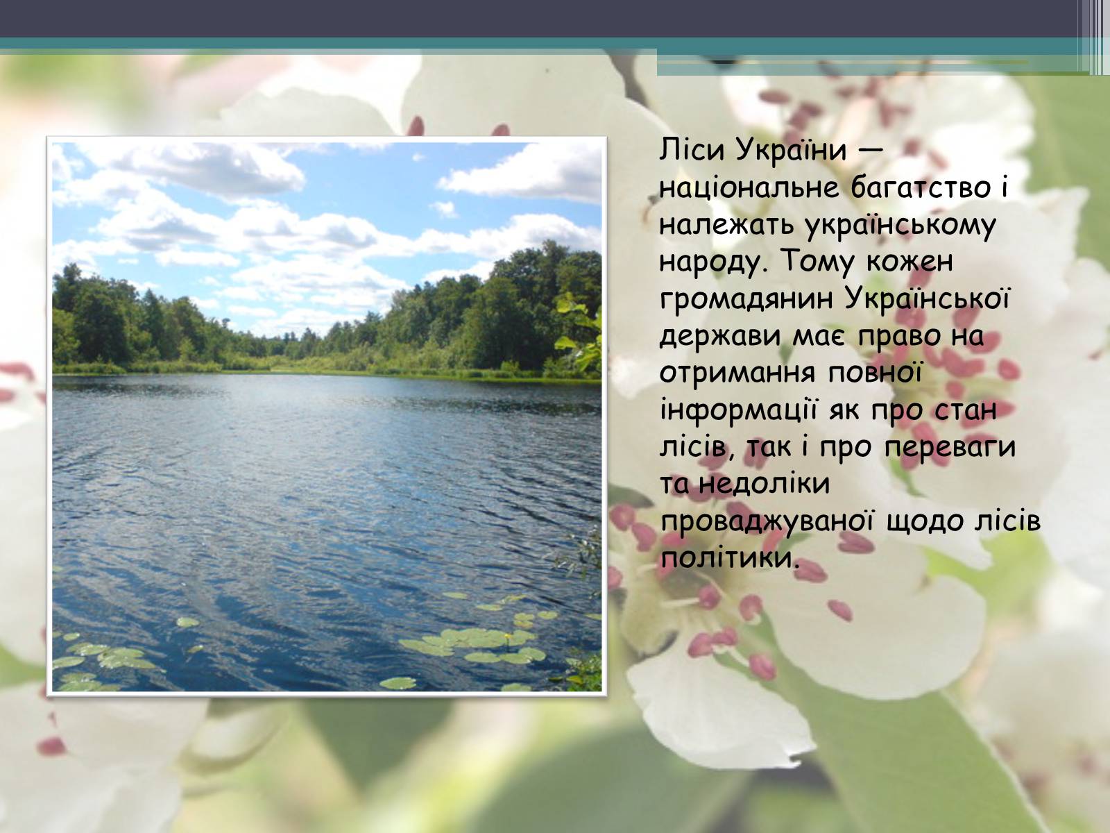 Презентація на тему «Ліси потребують допомоги» - Слайд #3 Презентація на тему «Ліси потребують допомоги» - Слайд #3