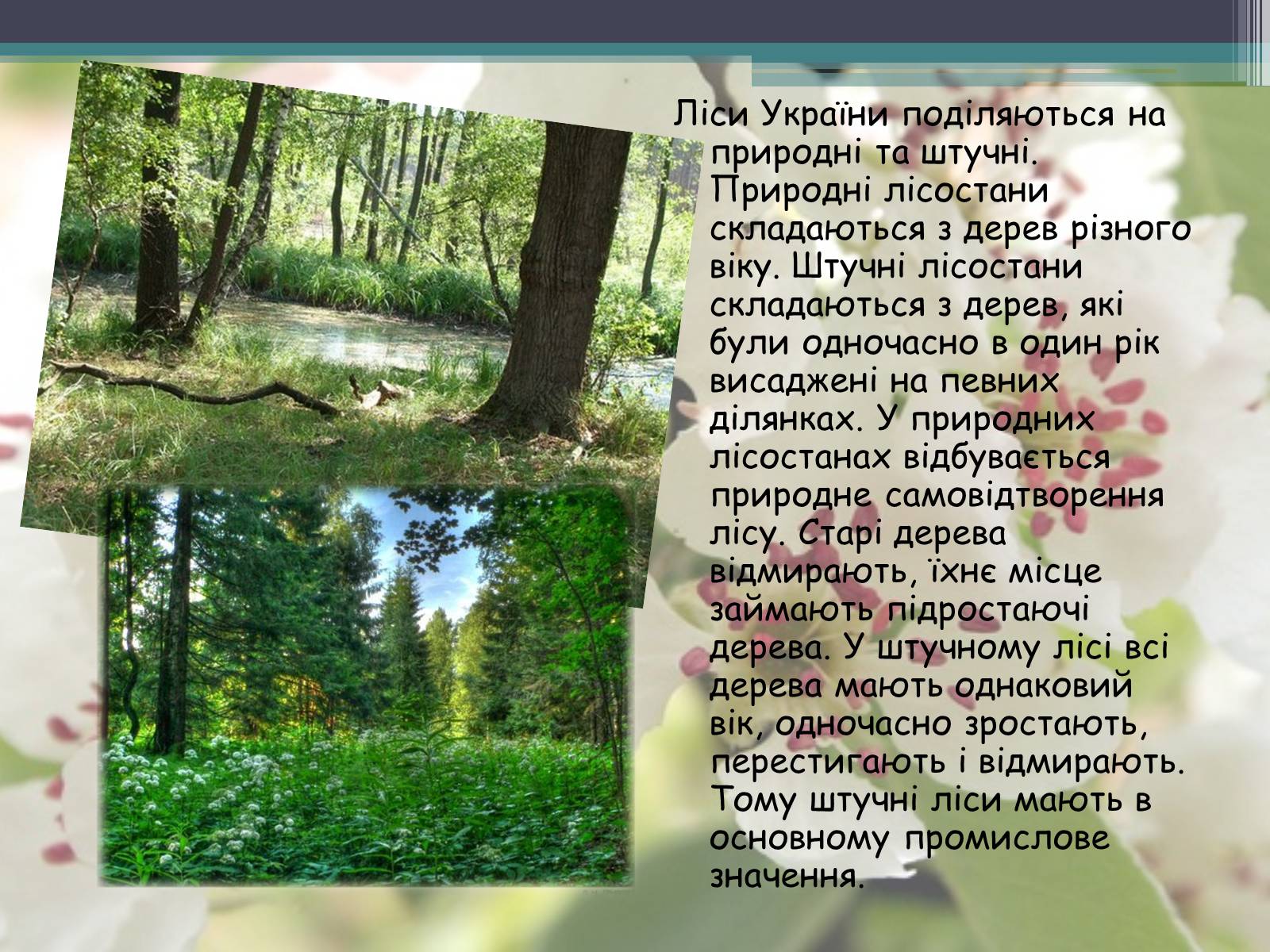 Презентація на тему «Ліси потребують допомоги» - Слайд #5 Презентація на тему «Ліси потребують допомоги» - Слайд #5