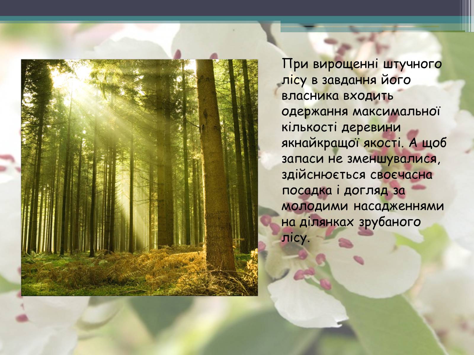 Презентація на тему «Ліси потребують допомоги» - Слайд #6 Презентація на тему «Ліси потребують допомоги» - Слайд #6