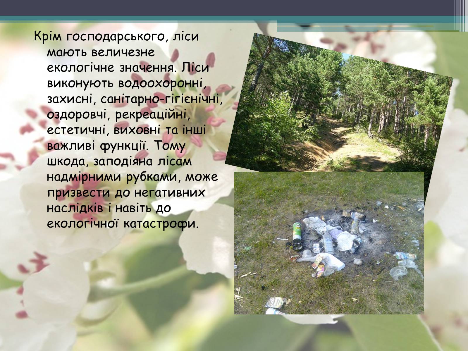 Презентація на тему «Ліси потребують допомоги» - Слайд #7 Презентація на тему «Ліси потребують допомоги» - Слайд #7
