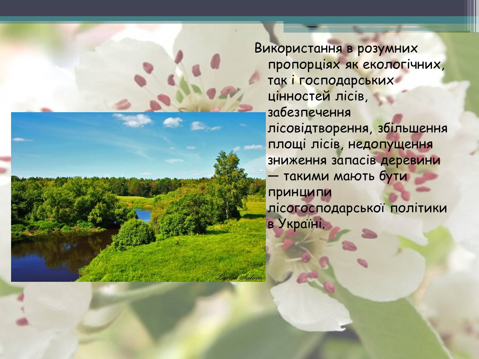 Презентація на тему «Ліси потребують допомоги» - Слайд #8 Презентація на тему «Ліси потребують допомоги» - Слайд #8