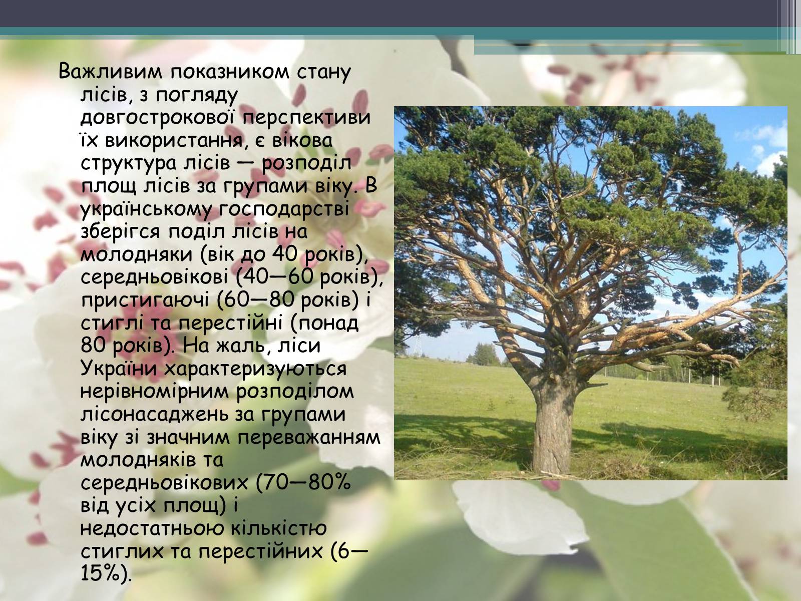 Презентація на тему «Ліси потребують допомоги» - Слайд #9 Презентація на тему «Ліси потребують допомоги» - Слайд #9