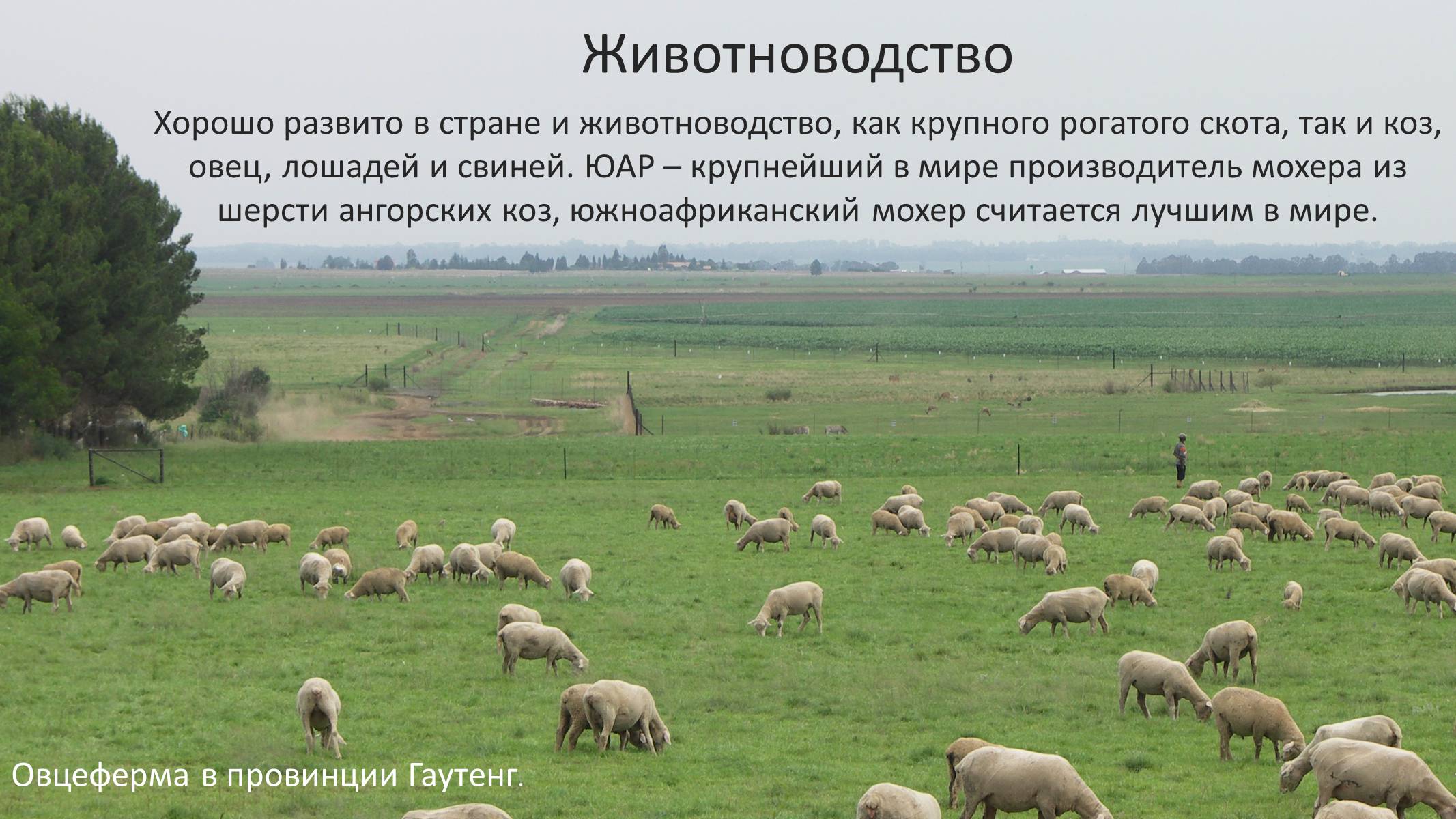 Презентація на тему «Южно-Африканская Республика» - Слайд #20 Презентація на тему «Южно-Африканская Республика» - Слайд #20