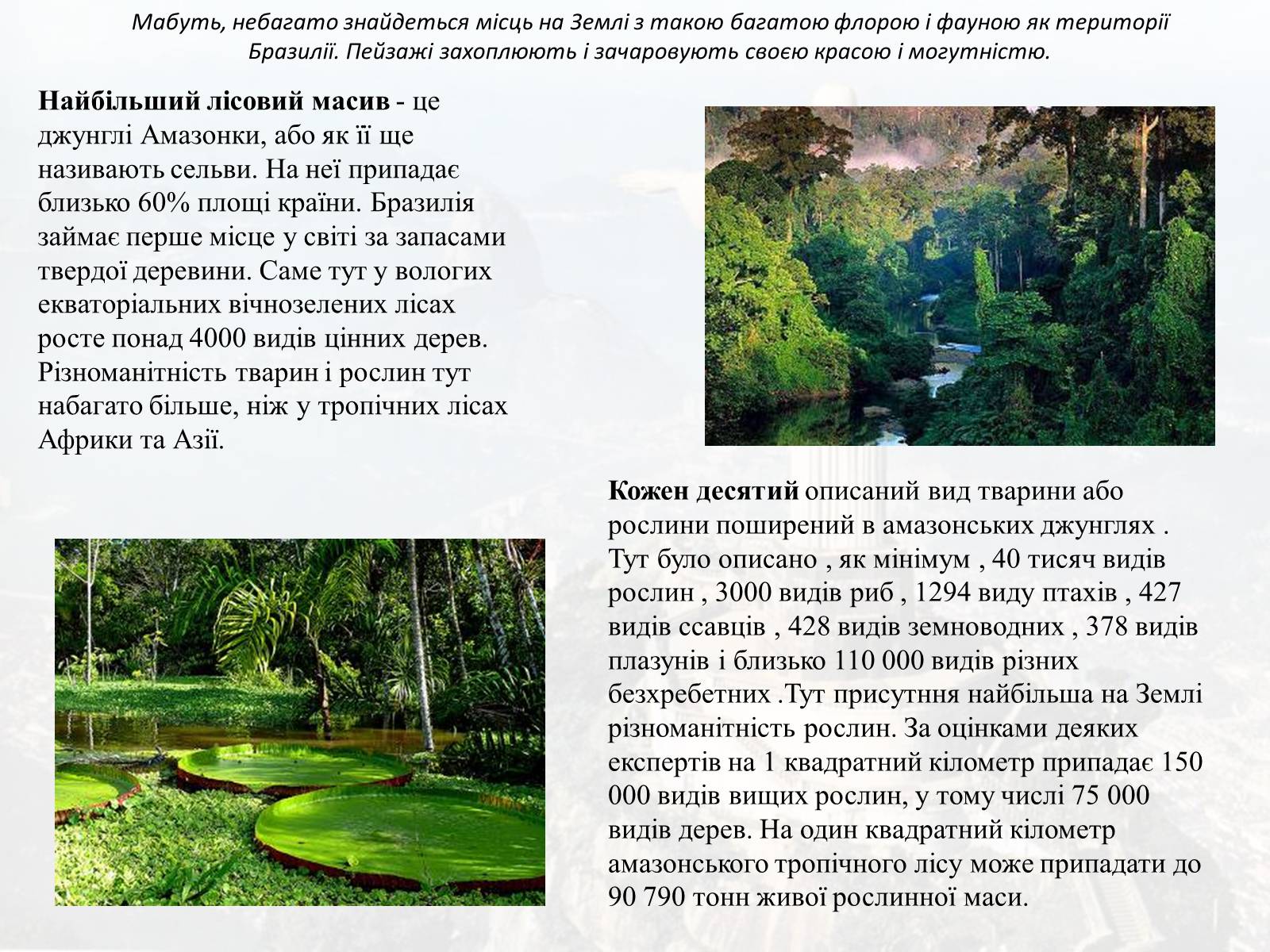 Презентація на тему «Бразилія» (варіант 9) - Слайд #5 Презентація на тему «Бразилія» (варіант 9) - Слайд #5
