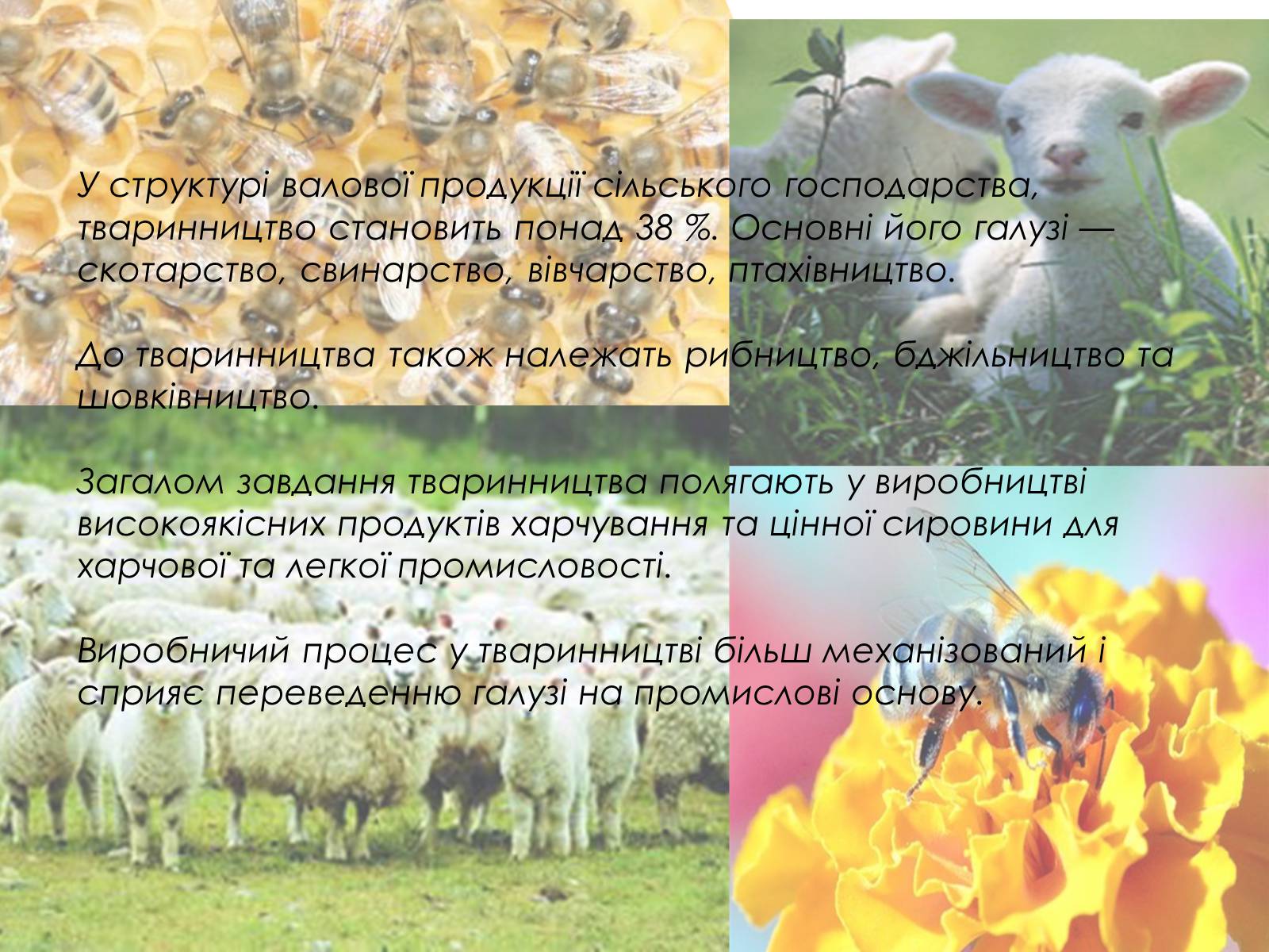 Презентація на тему «Тваринництво України» - Слайд #2 Презентація на тему «Тваринництво України» - Слайд #2