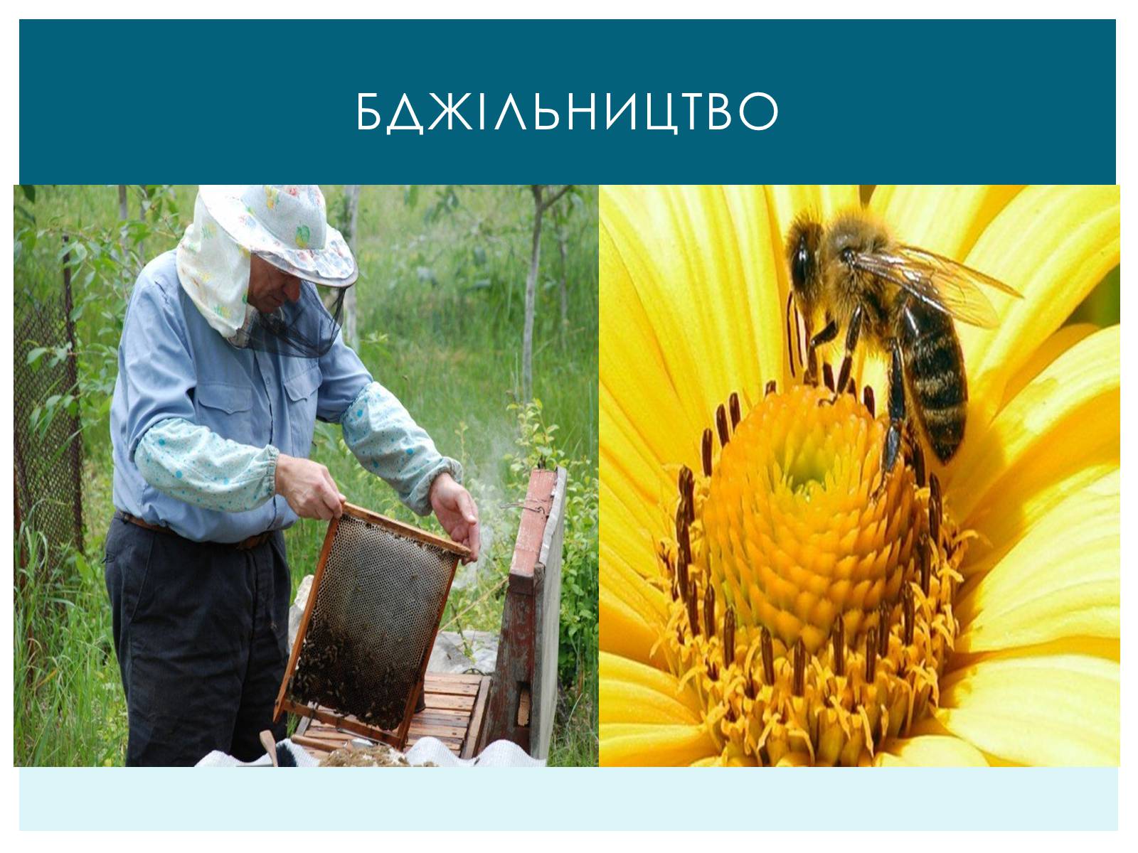 Презентація на тему «Тваринництво України» - Слайд #6 Презентація на тему «Тваринництво України» - Слайд #6