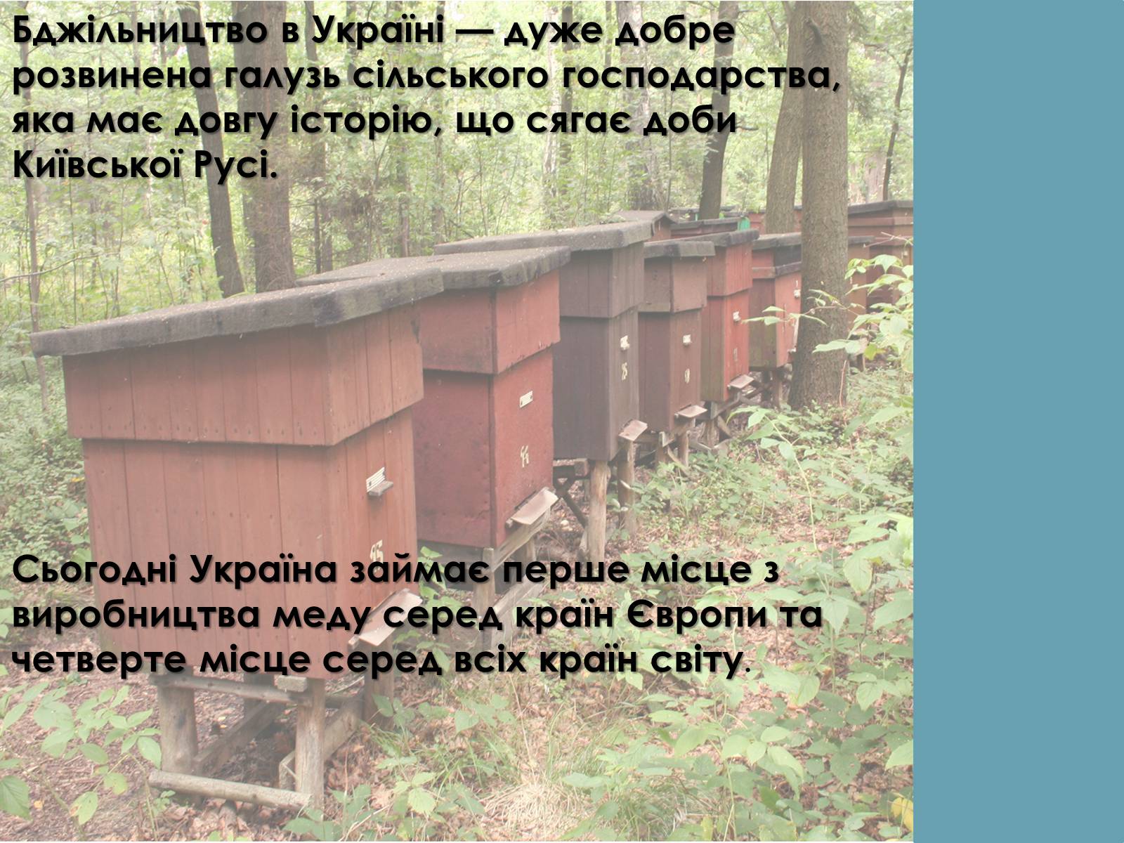 Презентація на тему «Тваринництво України» - Слайд #7 Презентація на тему «Тваринництво України» - Слайд #7