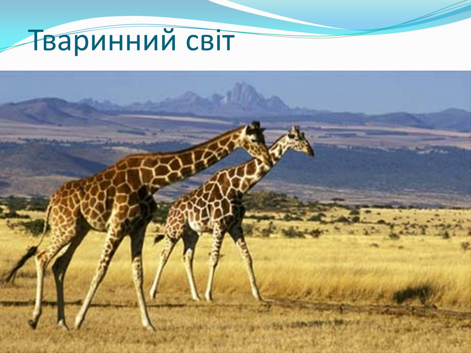 Презентація на тему «Кенія» - Слайд #15 Презентація на тему «Кенія» - Слайд #15