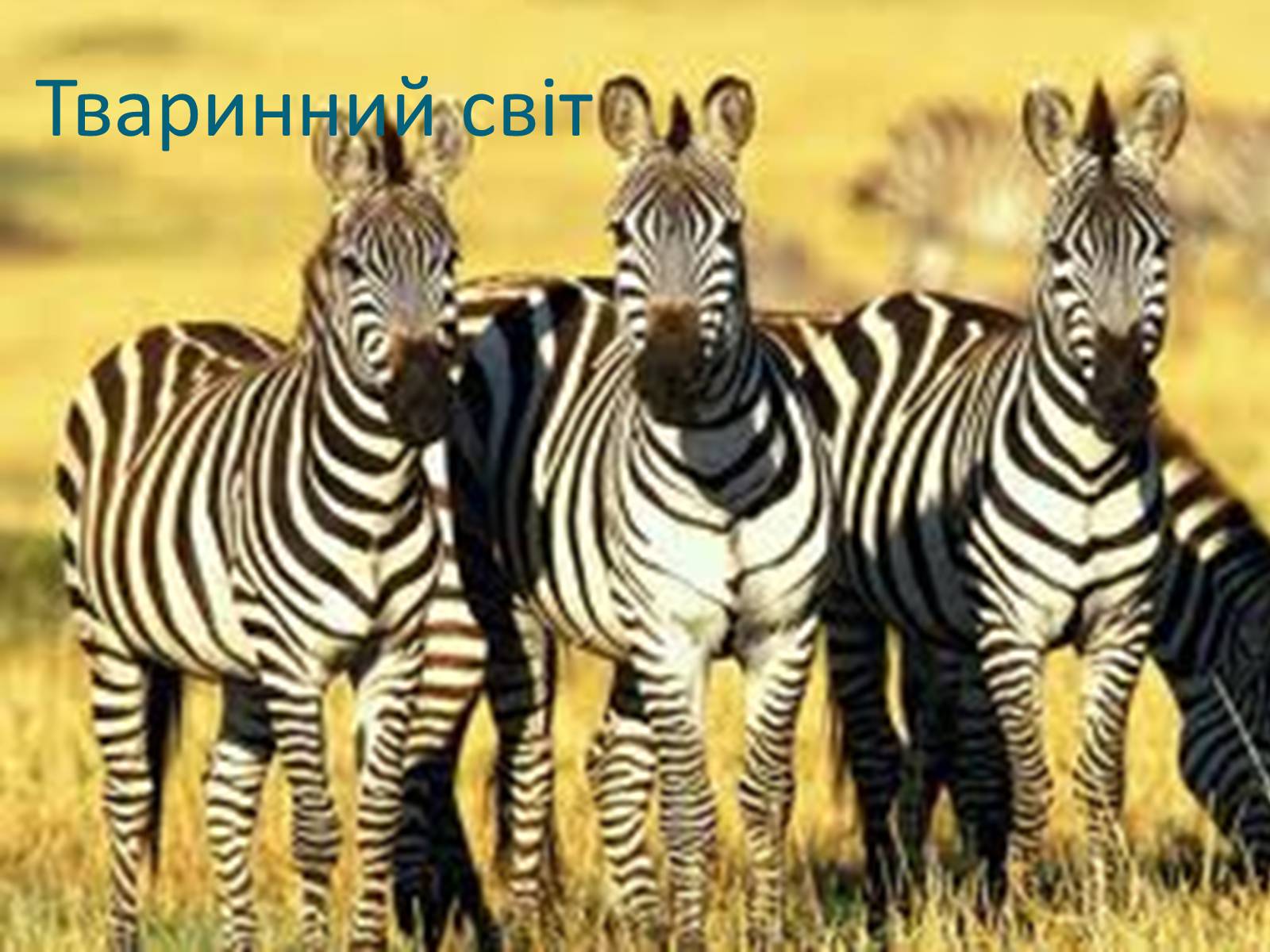 Презентація на тему «Кенія» - Слайд #16 Презентація на тему «Кенія» - Слайд #16