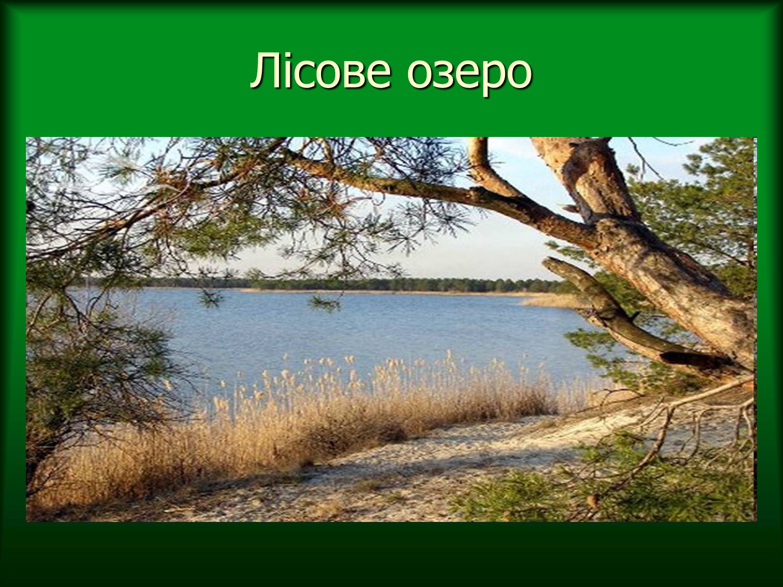 Презентація на тему «Дунайський біосферний заповідник України» - Слайд #15 Презентація на тему «Дунайський біосферний заповідник України» - Слайд #15
