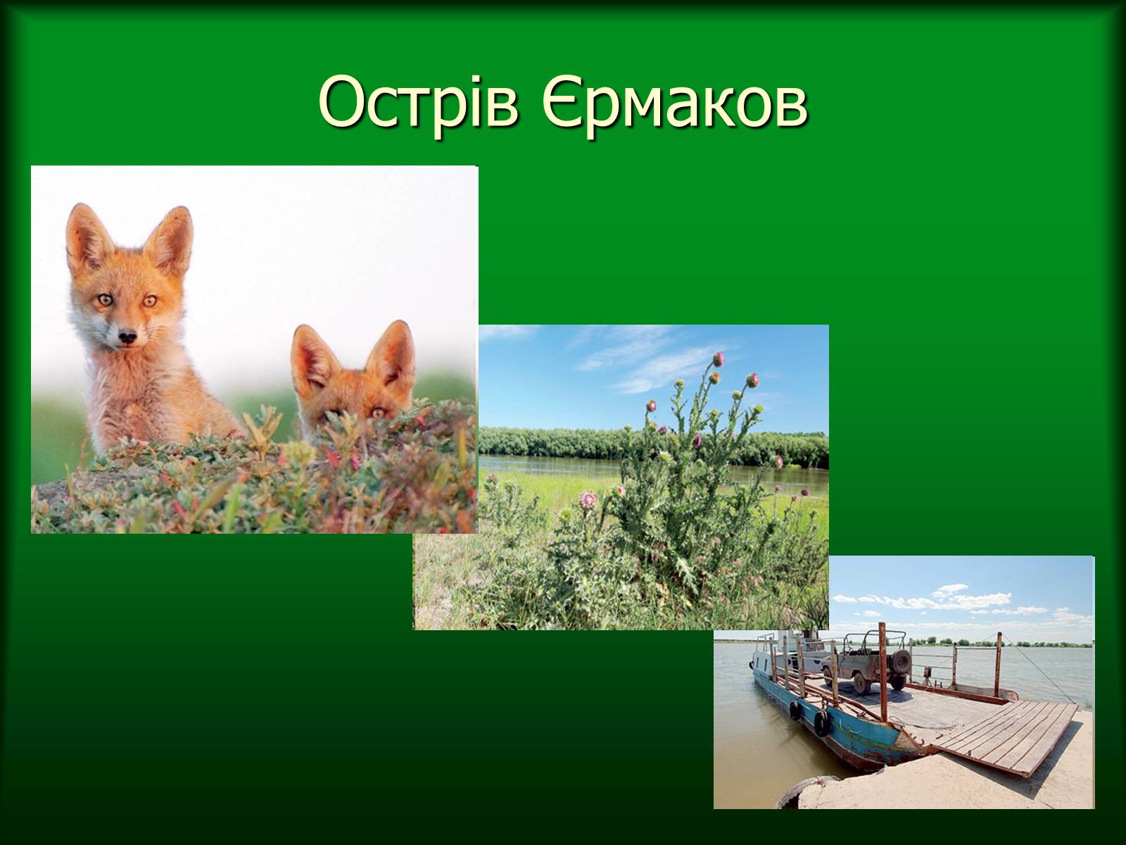 Презентація на тему «Дунайський біосферний заповідник України» - Слайд #19 Презентація на тему «Дунайський біосферний заповідник України» - Слайд #19