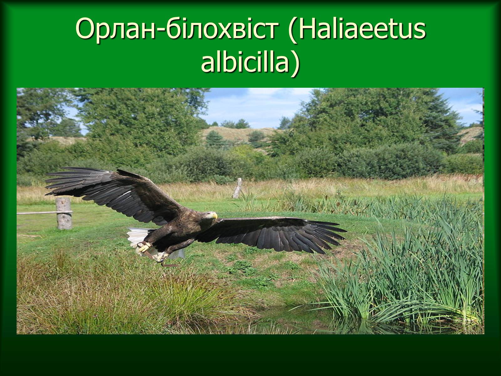 Презентація на тему «Дунайський біосферний заповідник України» - Слайд #35 Презентація на тему «Дунайський біосферний заповідник України» - Слайд #35