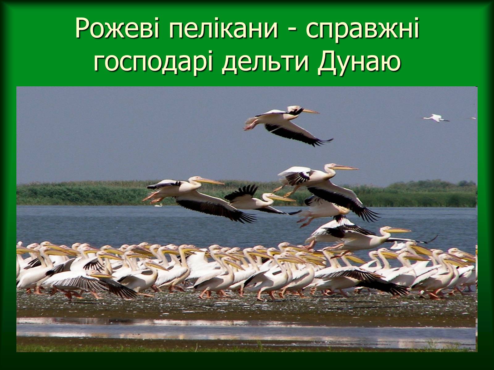 Презентація на тему «Дунайський біосферний заповідник України» - Слайд #36 Презентація на тему «Дунайський біосферний заповідник України» - Слайд #36
