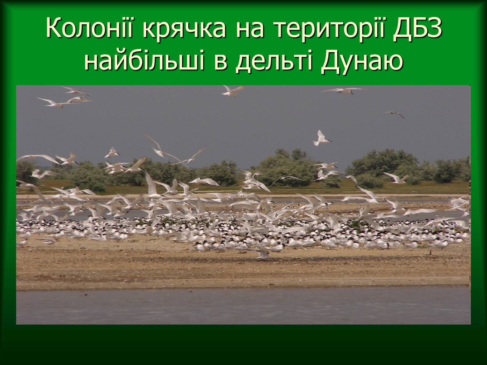 Презентація на тему «Дунайський біосферний заповідник України» - Слайд #37 Презентація на тему «Дунайський біосферний заповідник України» - Слайд #37