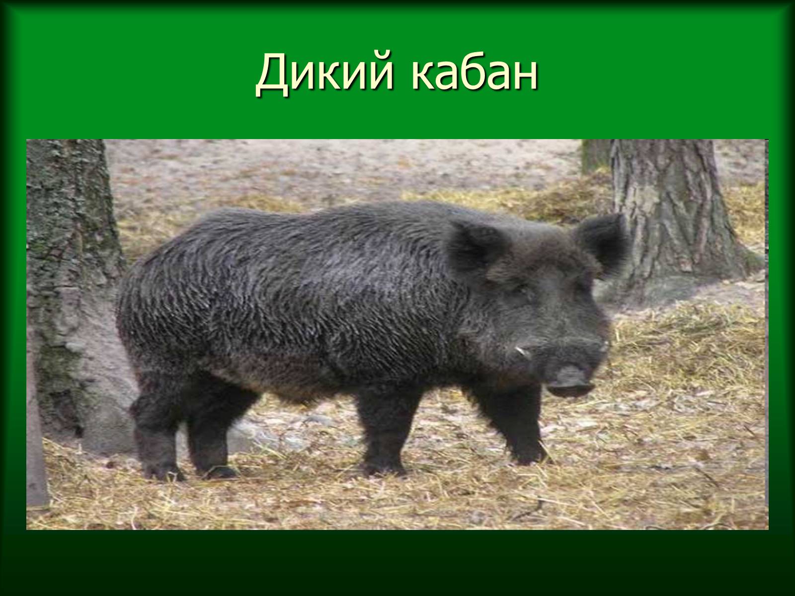 Презентація на тему «Дунайський біосферний заповідник України» - Слайд #46 Презентація на тему «Дунайський біосферний заповідник України» - Слайд #46