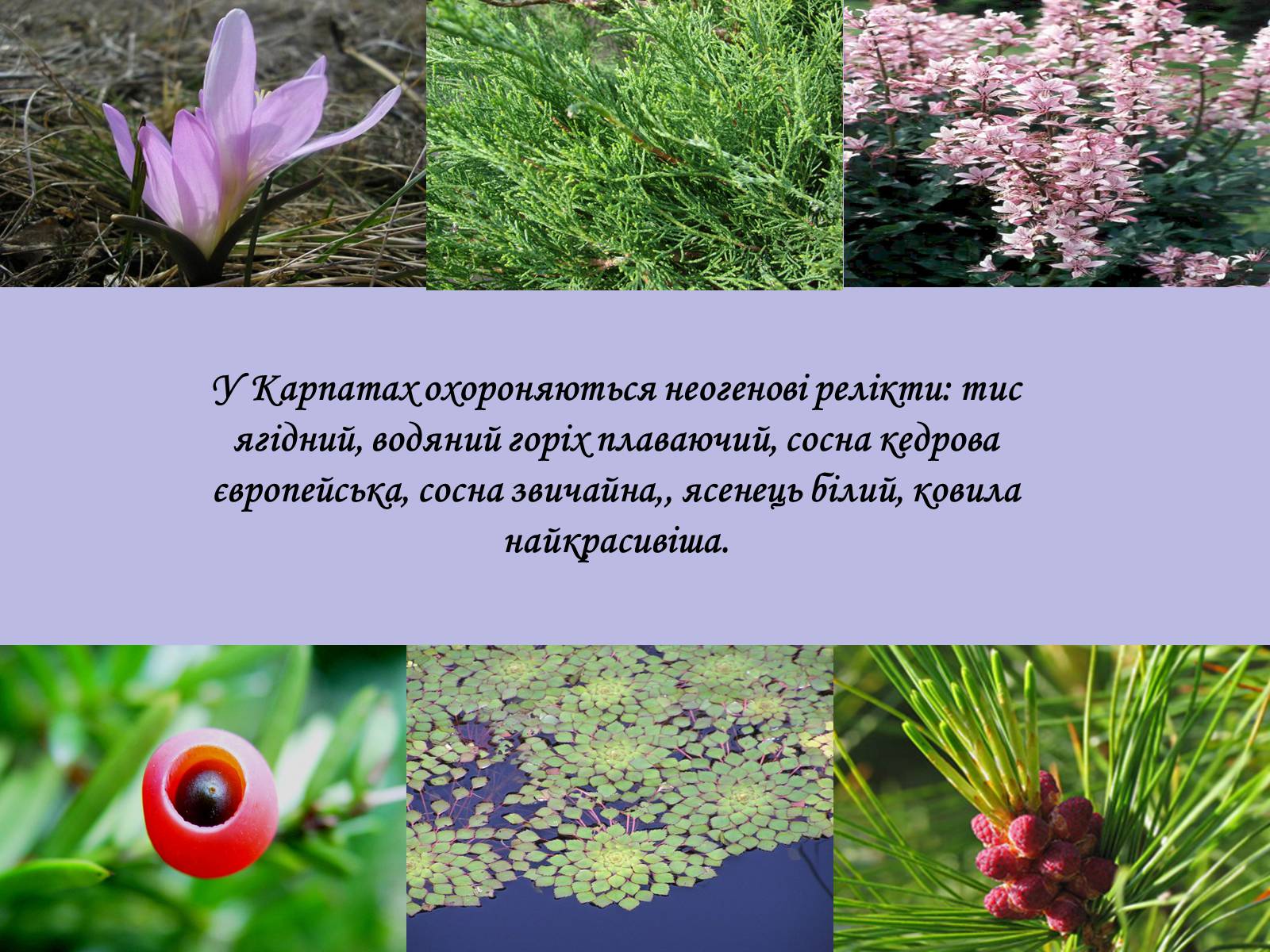 Презентація на тему «Гори Карпати» - Слайд #9 Презентація на тему «Гори Карпати» - Слайд #9