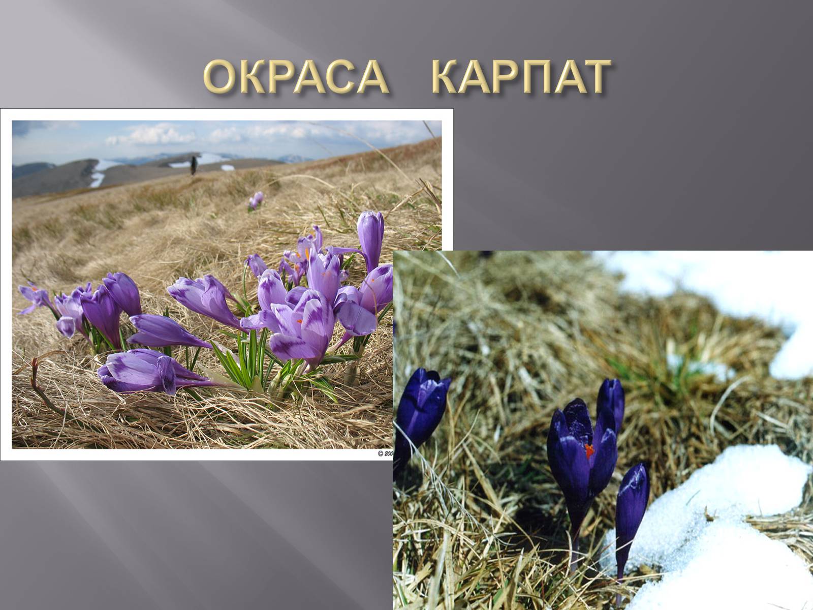 Презентація на тему «Українські Карпати» (варіант 2) - Слайд #16 Презентація на тему «Українські Карпати» (варіант 2) - Слайд #16