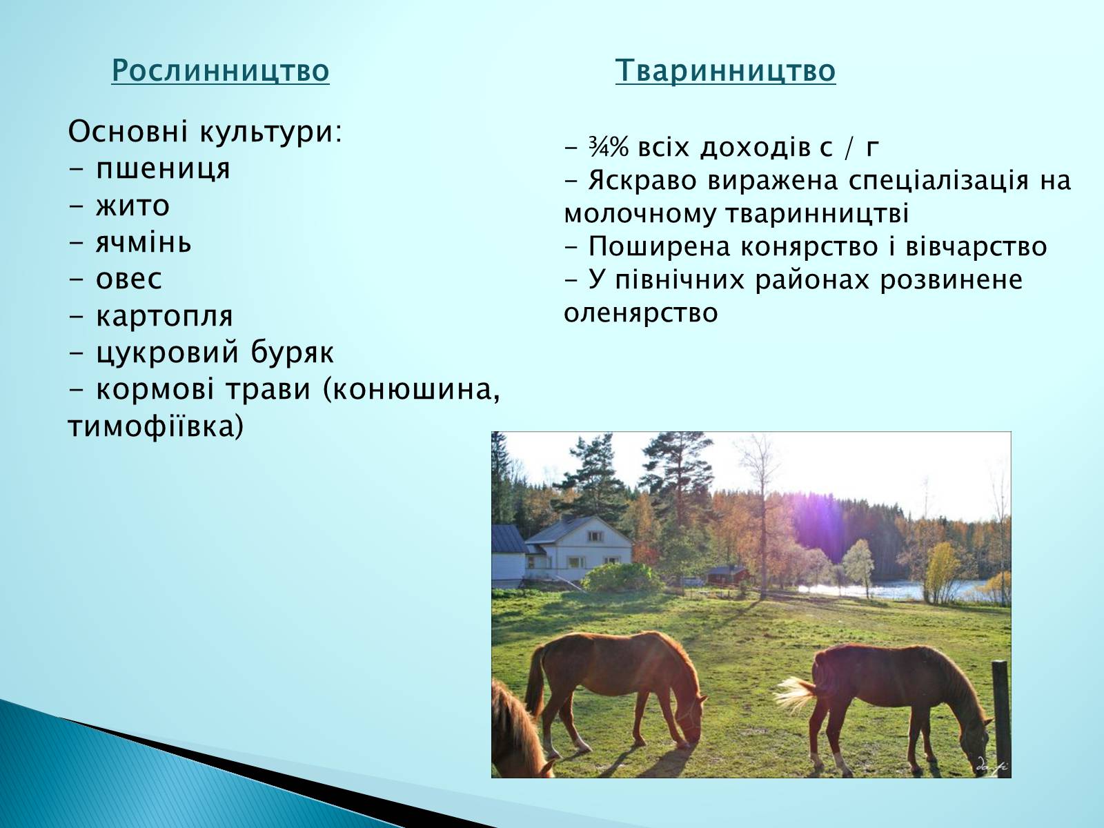Презентація на тему «Країни Європи. Фінляндія» - Слайд #13 Презентація на тему «Країни Європи. Фінляндія» - Слайд #13