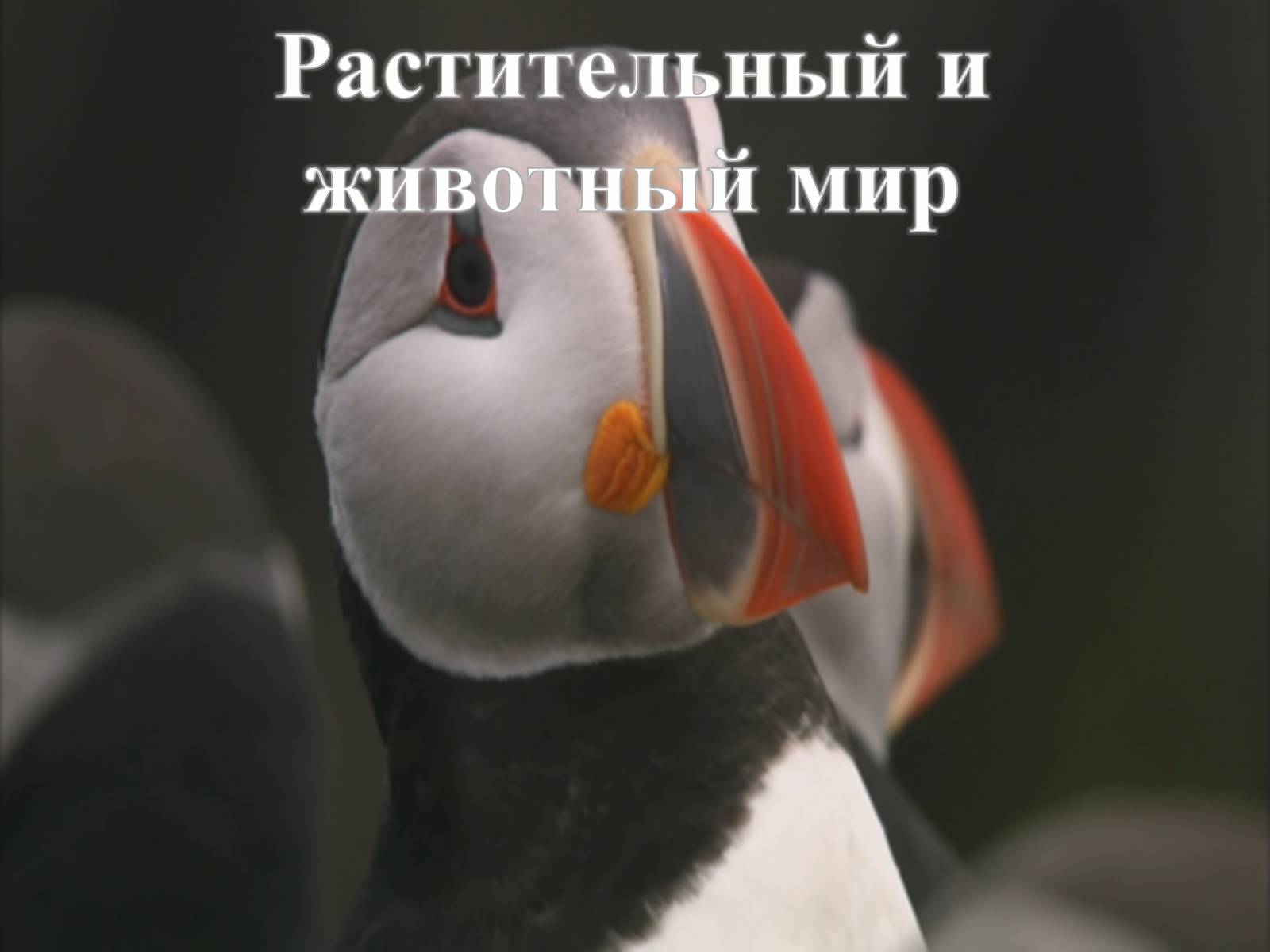 Презентація на тему «Финляндия» - Слайд #11 Презентація на тему «Финляндия» - Слайд #11