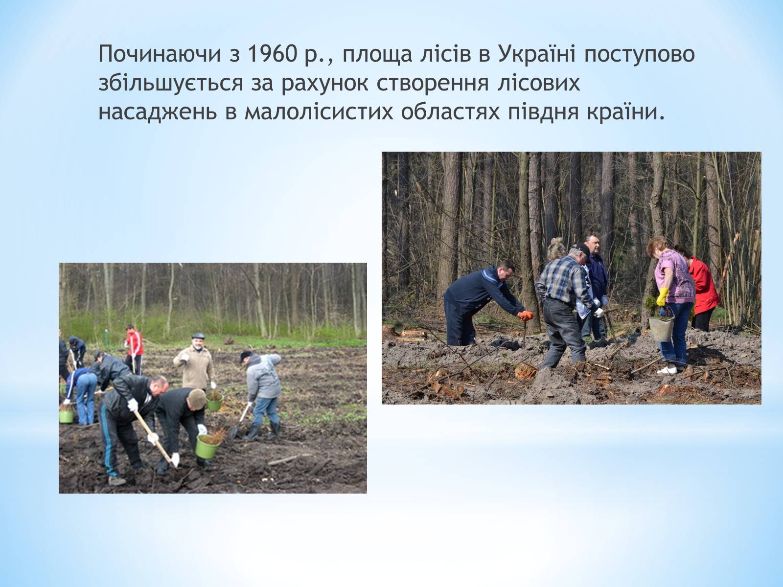 Презентація на тему «Знищення лісів на Україні» - Слайд #8 Презентація на тему «Знищення лісів на Україні» - Слайд #8