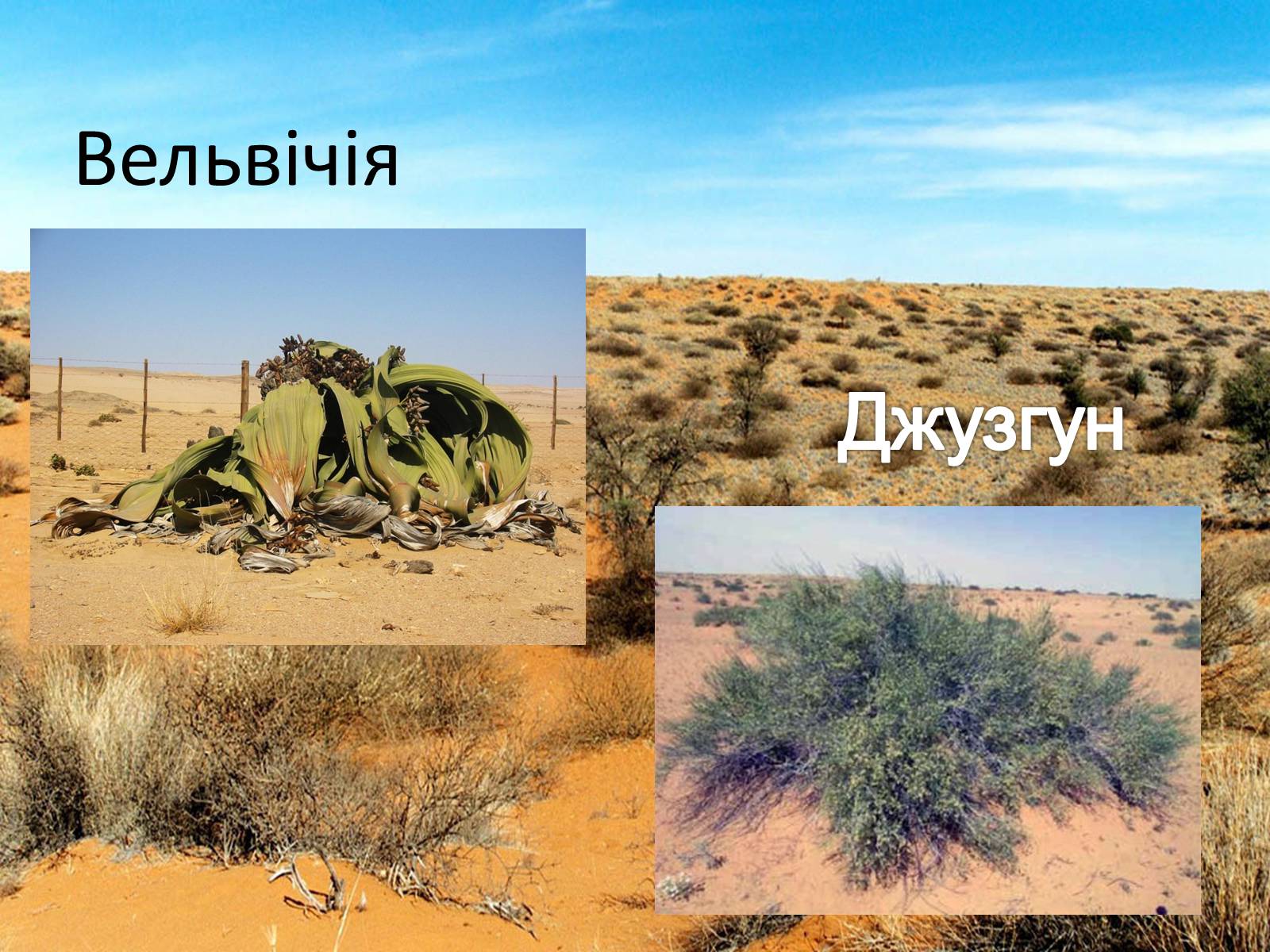 Презентація на тему «Пустелі та напівпустелі» - Слайд #12 Презентація на тему «Пустелі та напівпустелі» - Слайд #12