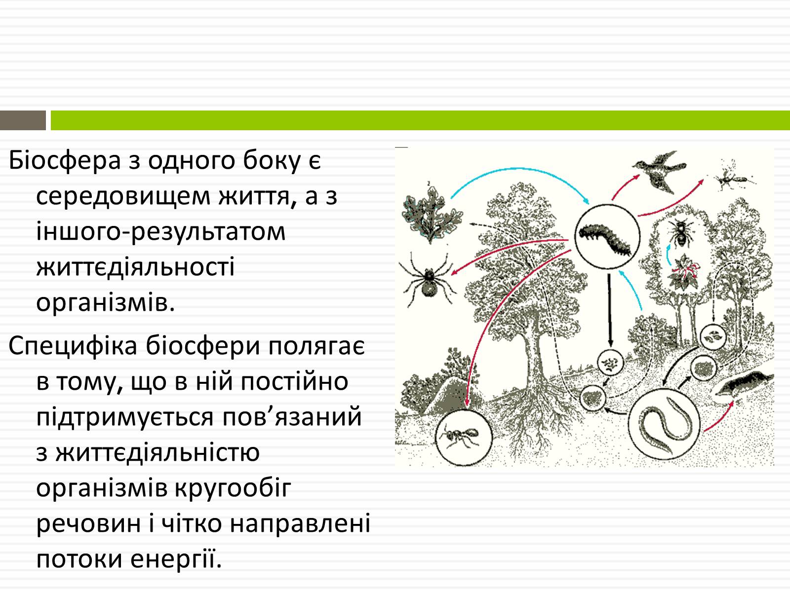 Презентація на тему «Біосфера» (варіант 1) - Слайд #4 Презентація на тему «Біосфера» (варіант 1) - Слайд #4