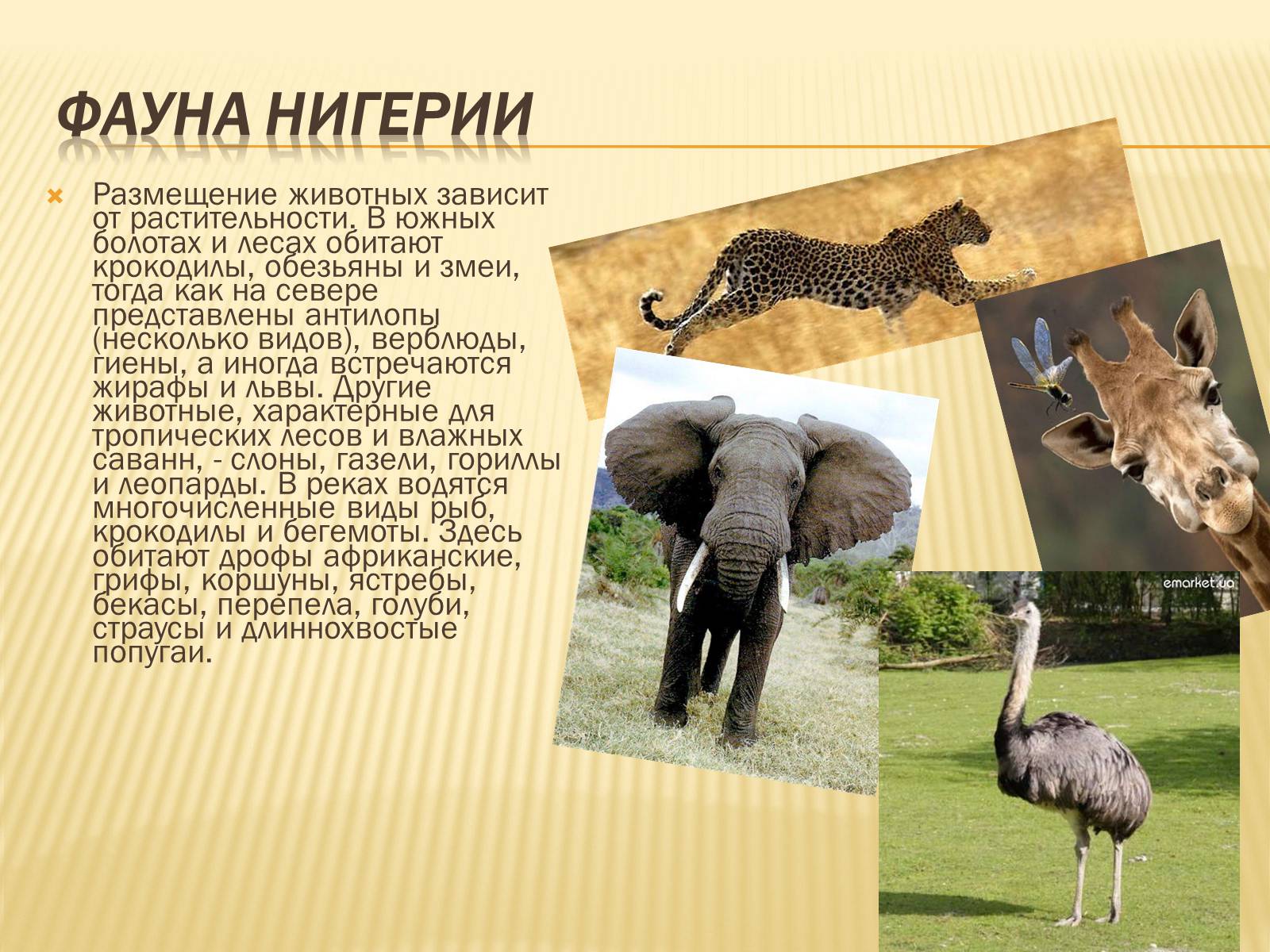 Презентація на тему «Нигерия» - Слайд #12 Презентація на тему «Нигерия» - Слайд #12