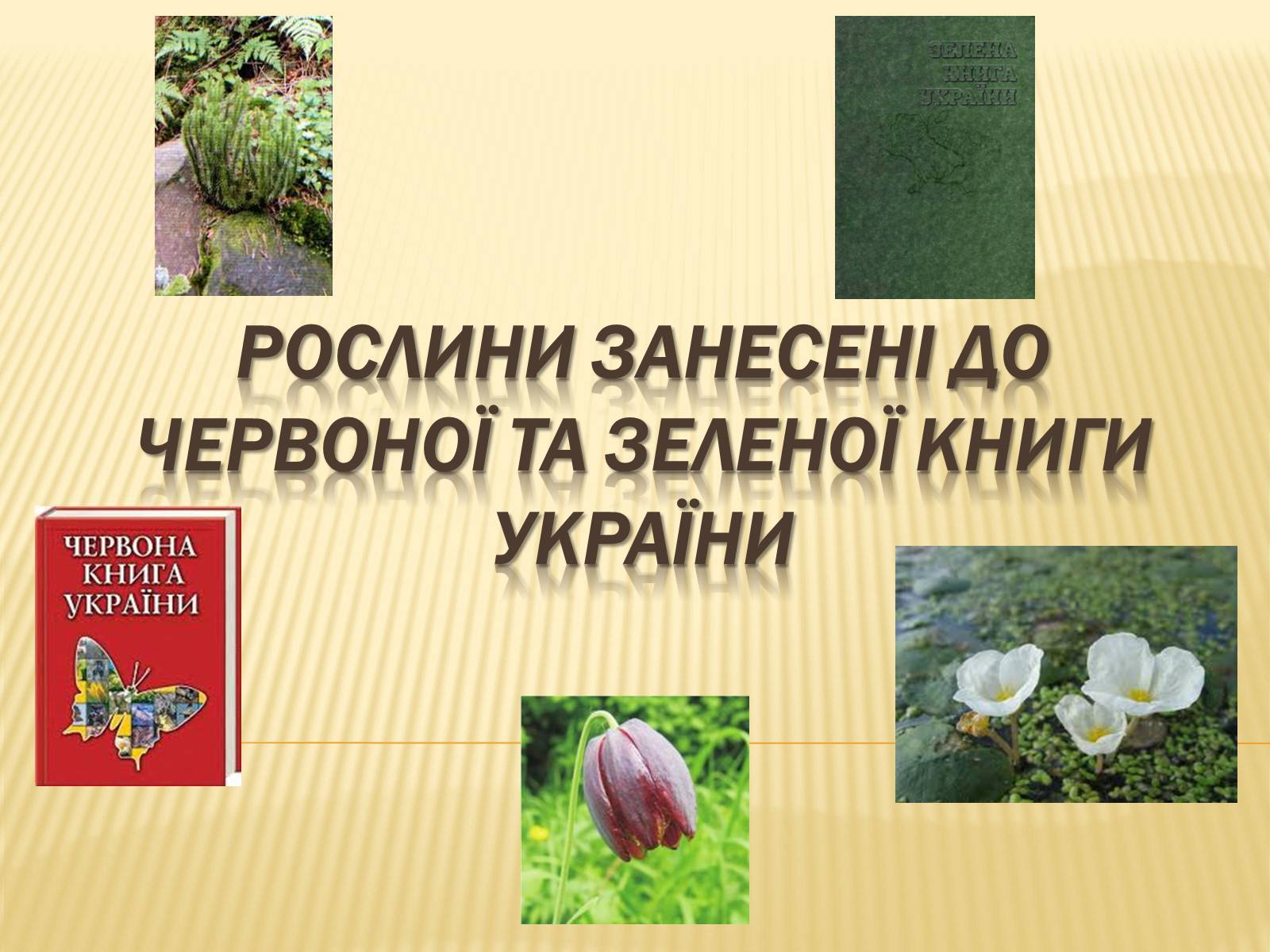 Презентація на тему «Рослини занесені до Червоної та Зеленої книги України» (варіант 1) - Слайд #1 Презентація на тему «Рослини занесені до Червоної та Зеленої книги України» (варіант 1) - Слайд #1