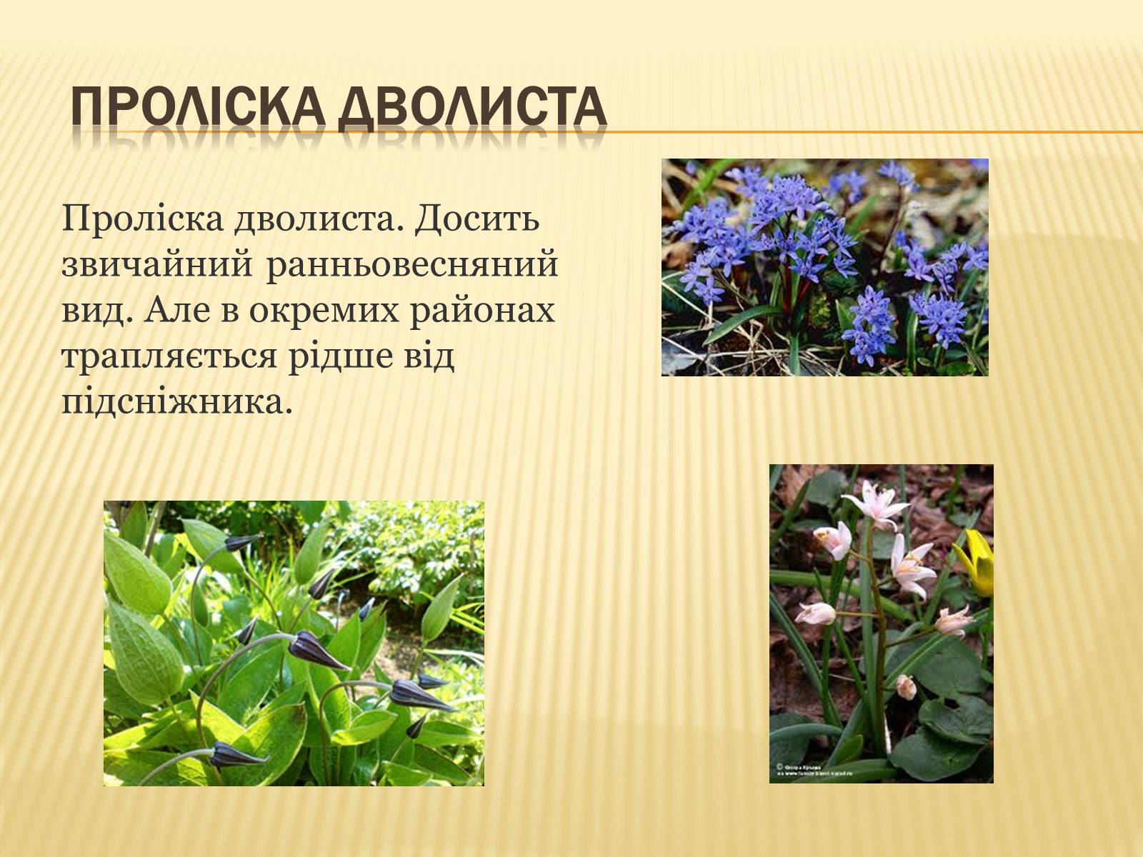 Презентація на тему «Рослини занесені до Червоної та Зеленої книги України» (варіант 1) - Слайд #11 Презентація на тему «Рослини занесені до Червоної та Зеленої книги України» (варіант 1) - Слайд #11