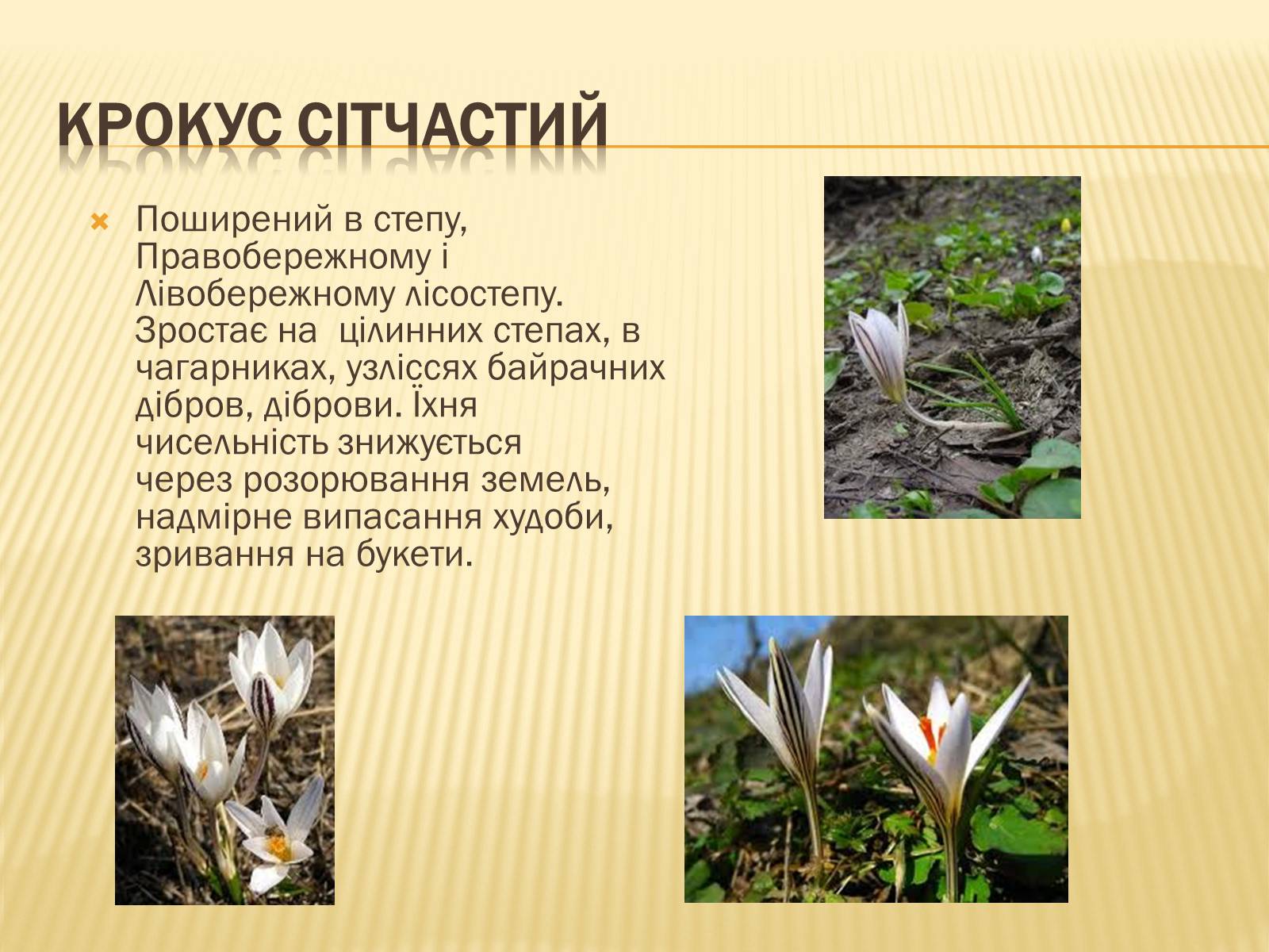 Презентація на тему «Рослини занесені до Червоної та Зеленої книги України» (варіант 1) - Слайд #12 Презентація на тему «Рослини занесені до Червоної та Зеленої книги України» (варіант 1) - Слайд #12