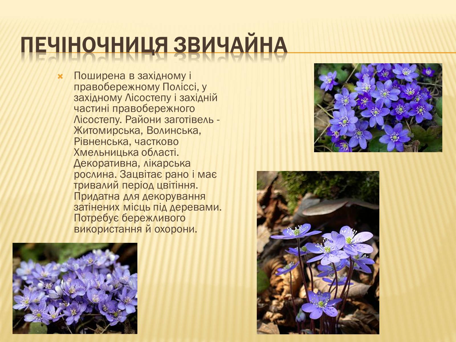 Презентація на тему «Рослини занесені до Червоної та Зеленої книги України» (варіант 1) - Слайд #13 Презентація на тему «Рослини занесені до Червоної та Зеленої книги України» (варіант 1) - Слайд #13