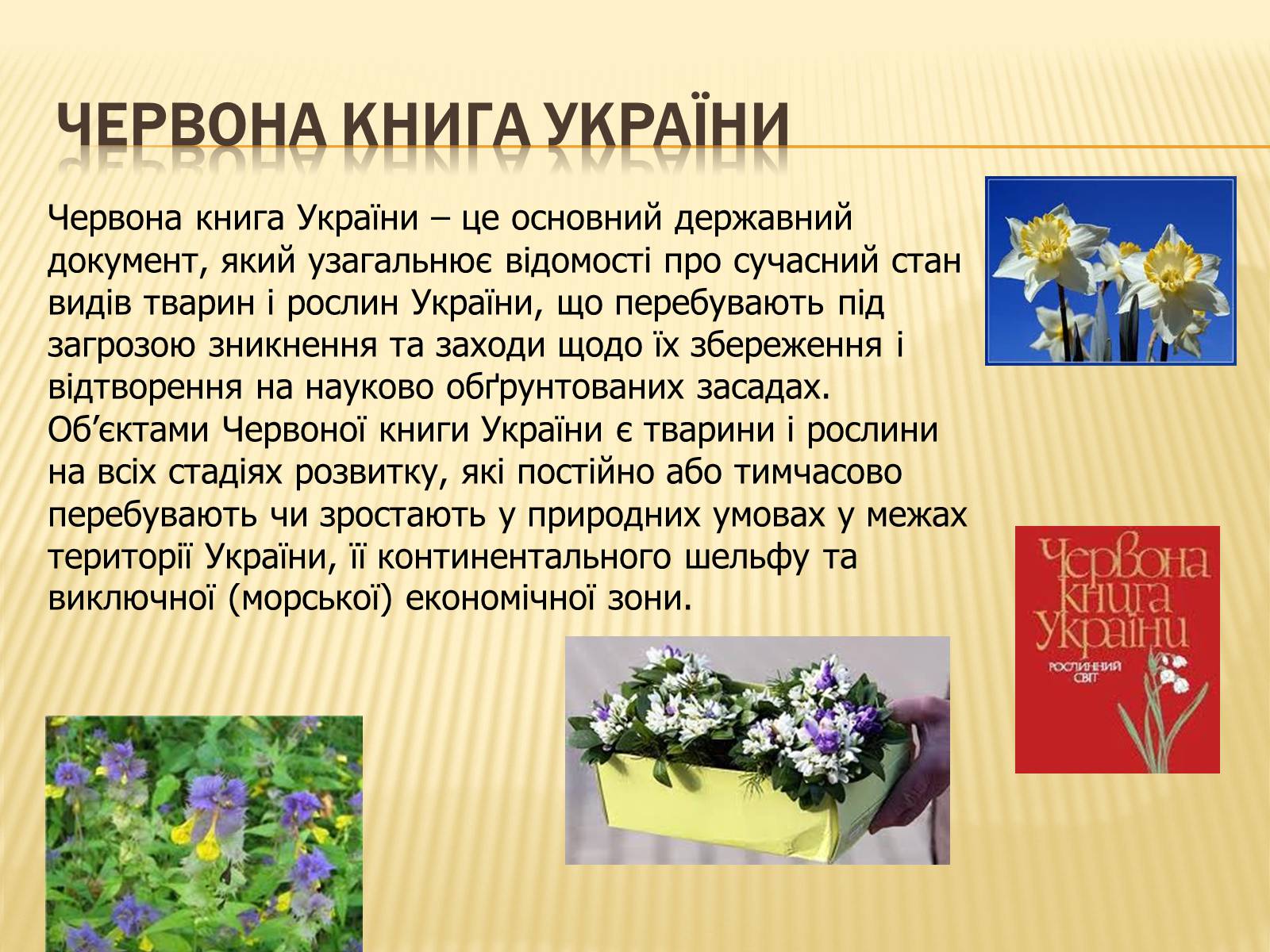 Презентація на тему «Рослини занесені до Червоної та Зеленої книги України» (варіант 1) - Слайд #2 Презентація на тему «Рослини занесені до Червоної та Зеленої книги України» (варіант 1) - Слайд #2