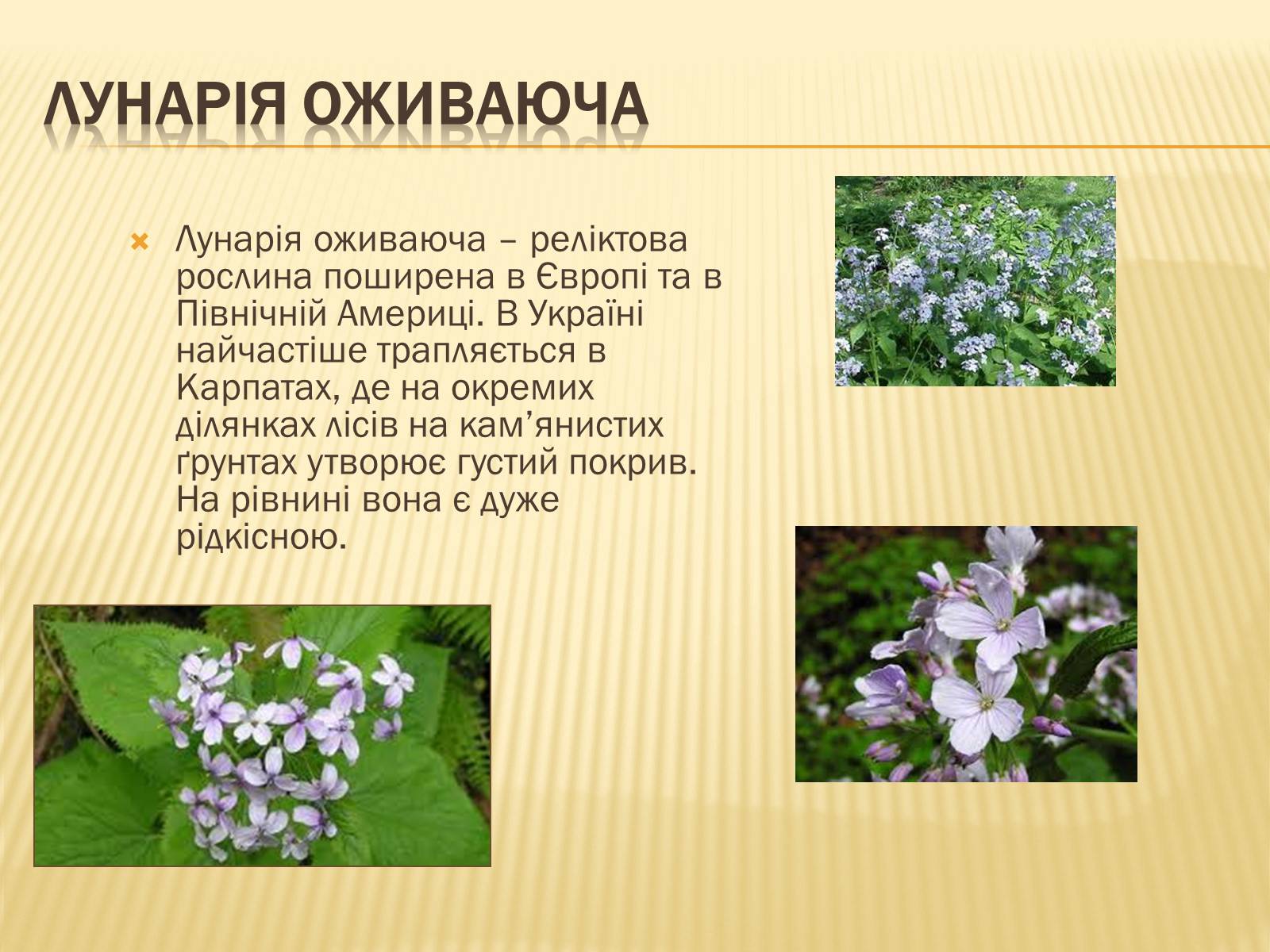 Презентація на тему «Рослини занесені до Червоної та Зеленої книги України» (варіант 1) - Слайд #4 Презентація на тему «Рослини занесені до Червоної та Зеленої книги України» (варіант 1) - Слайд #4