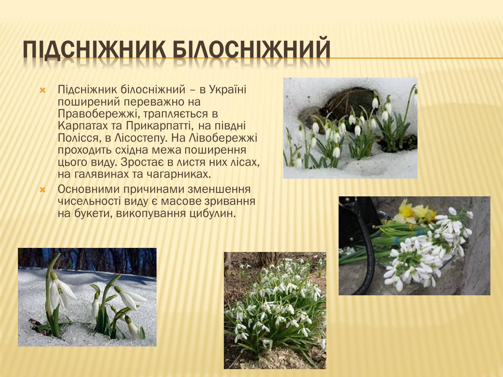 Презентація на тему «Рослини занесені до Червоної та Зеленої книги України» (варіант 1) - Слайд #5 Презентація на тему «Рослини занесені до Червоної та Зеленої книги України» (варіант 1) - Слайд #5