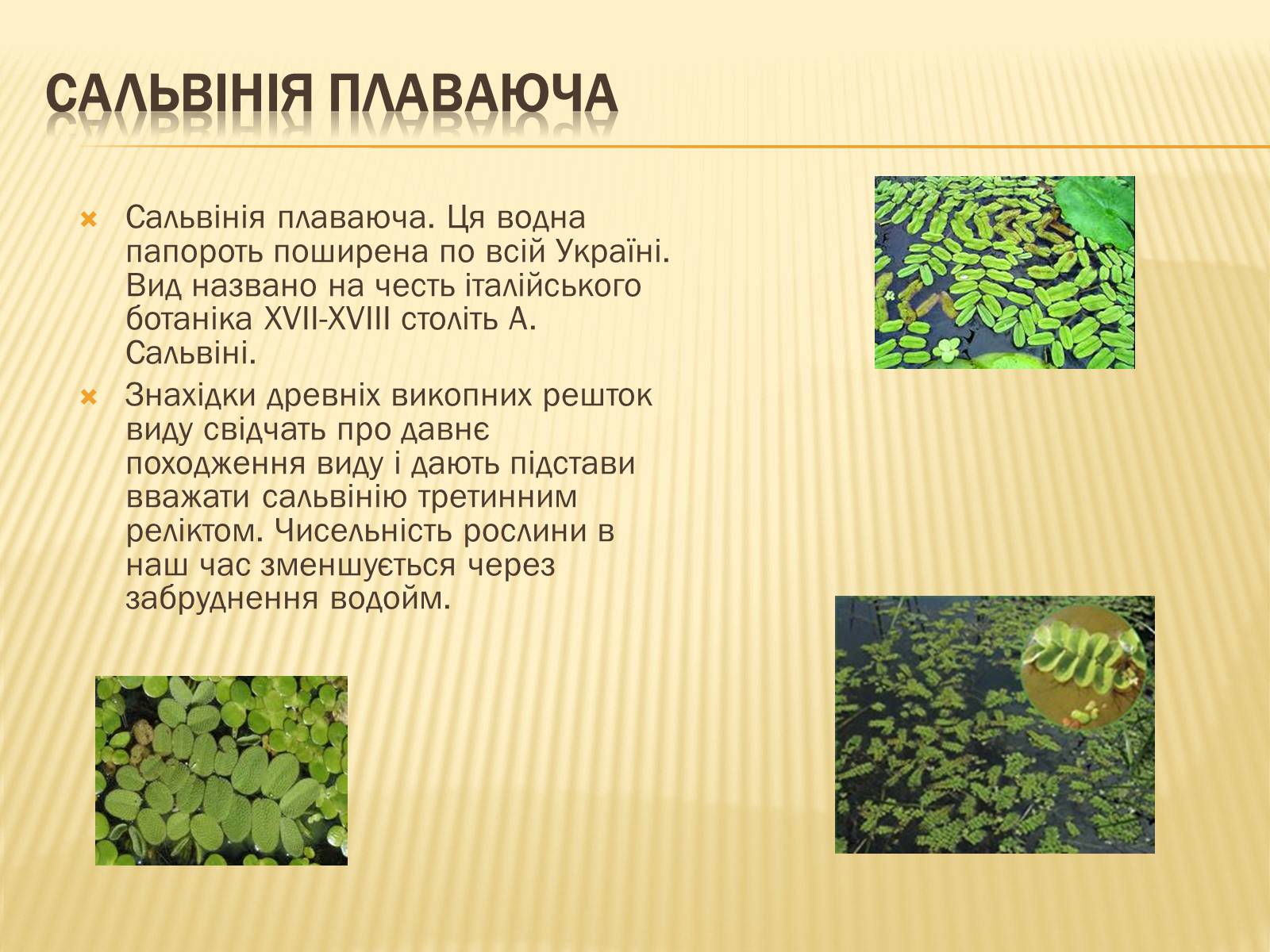 Презентація на тему «Рослини занесені до Червоної та Зеленої книги України» (варіант 1) - Слайд #6 Презентація на тему «Рослини занесені до Червоної та Зеленої книги України» (варіант 1) - Слайд #6
