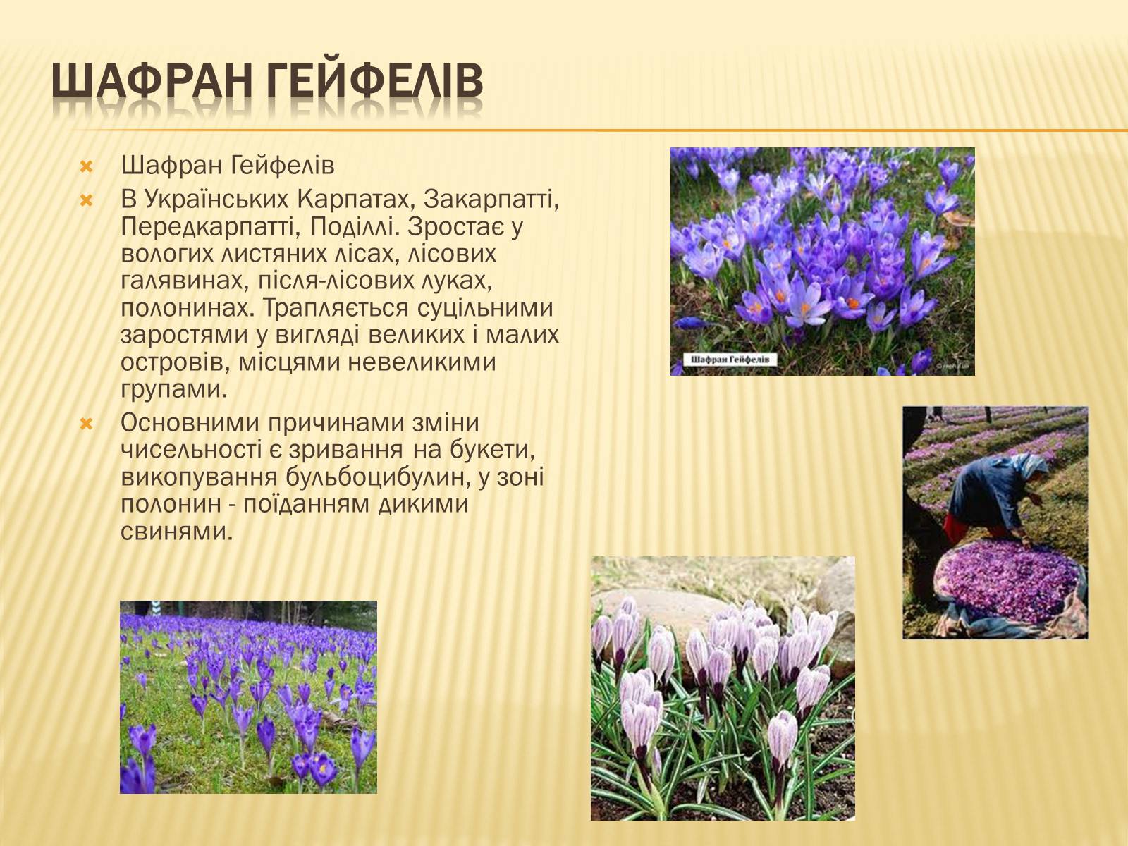 Презентація на тему «Рослини занесені до Червоної та Зеленої книги України» (варіант 1) - Слайд #7 Презентація на тему «Рослини занесені до Червоної та Зеленої книги України» (варіант 1) - Слайд #7