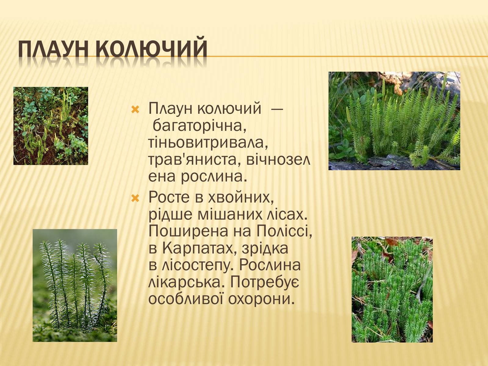 Презентація на тему «Рослини занесені до Червоної та Зеленої книги України» (варіант 1) - Слайд #8 Презентація на тему «Рослини занесені до Червоної та Зеленої книги України» (варіант 1) - Слайд #8