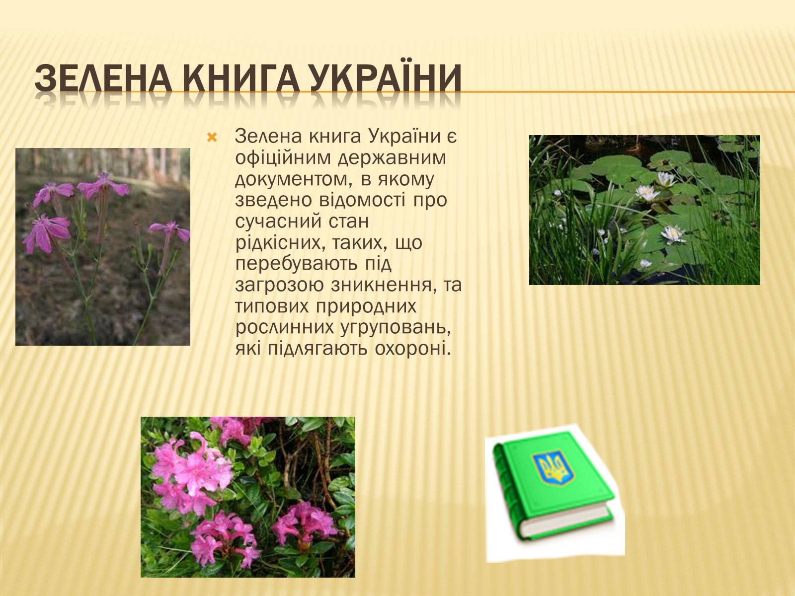 Презентація на тему «Рослини занесені до Червоної та Зеленої книги України» (варіант 1) - Слайд #9 Презентація на тему «Рослини занесені до Червоної та Зеленої книги України» (варіант 1) - Слайд #9