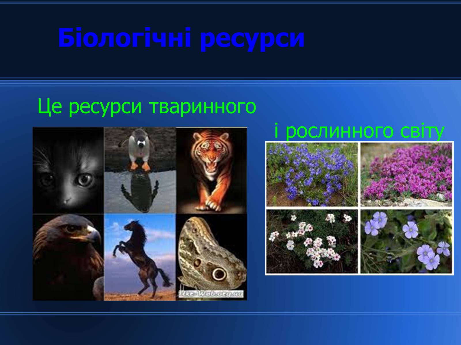 Презентація на тему «Світові природні ресурси» - Слайд #10 Презентація на тему «Світові природні ресурси» - Слайд #10