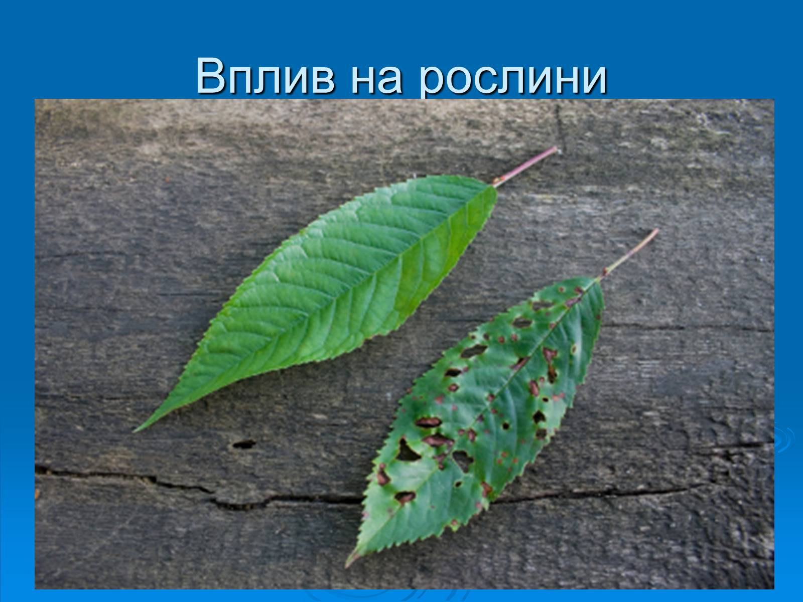 Презентація на тему «Кислотні дощі» (варіант 1) - Слайд #17 Презентація на тему «Кислотні дощі» (варіант 1) - Слайд #17