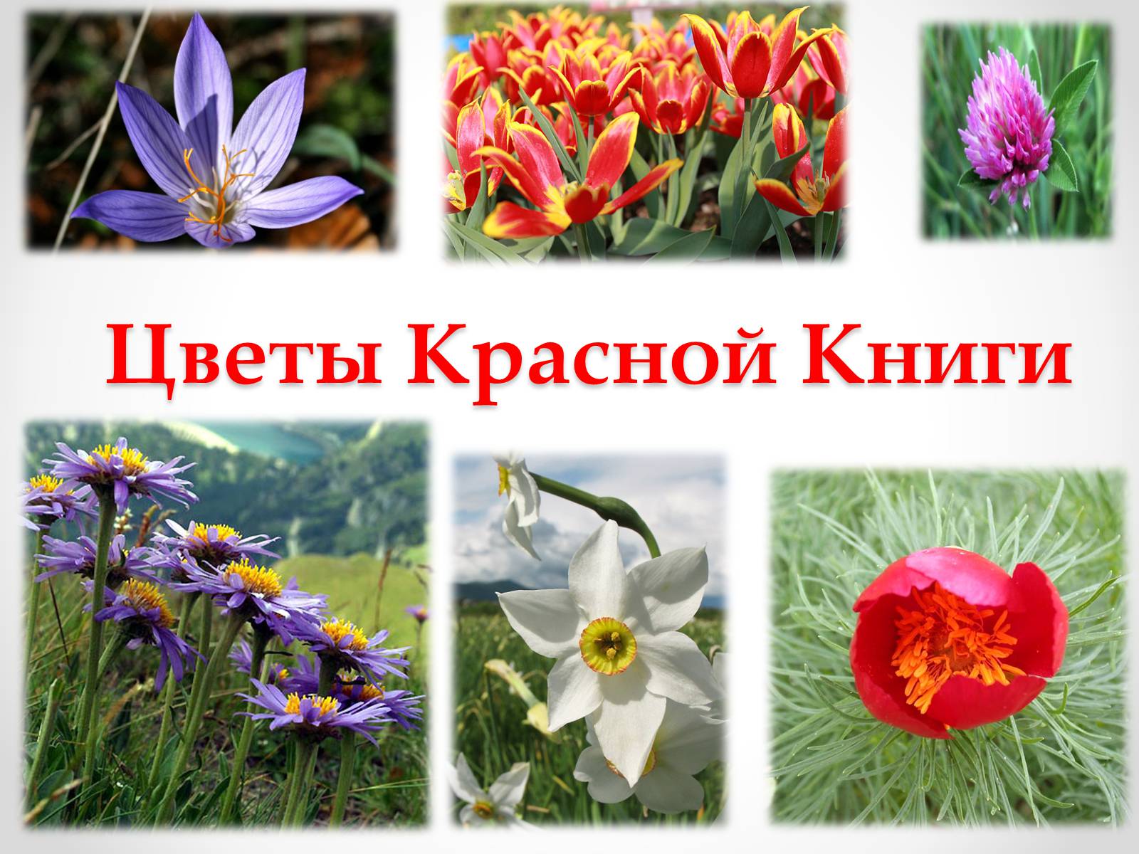 Презентація на тему «Красная Книга Украины» (варіант 1) - Слайд #3 Презентація на тему «Красная Книга Украины» (варіант 1) - Слайд #3