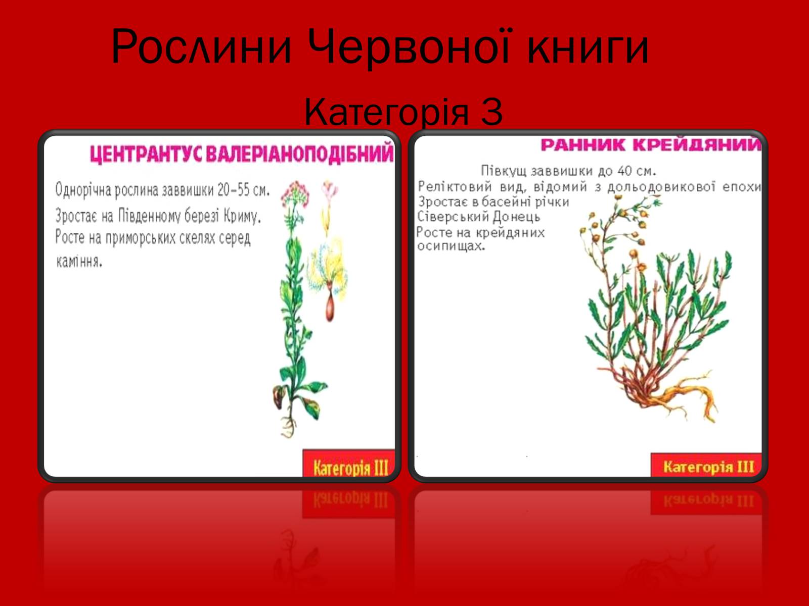 Презентація на тему «Тваринний і рослинний світ Червоної книги» - Слайд #11 Презентація на тему «Тваринний і рослинний світ Червоної книги» - Слайд #11