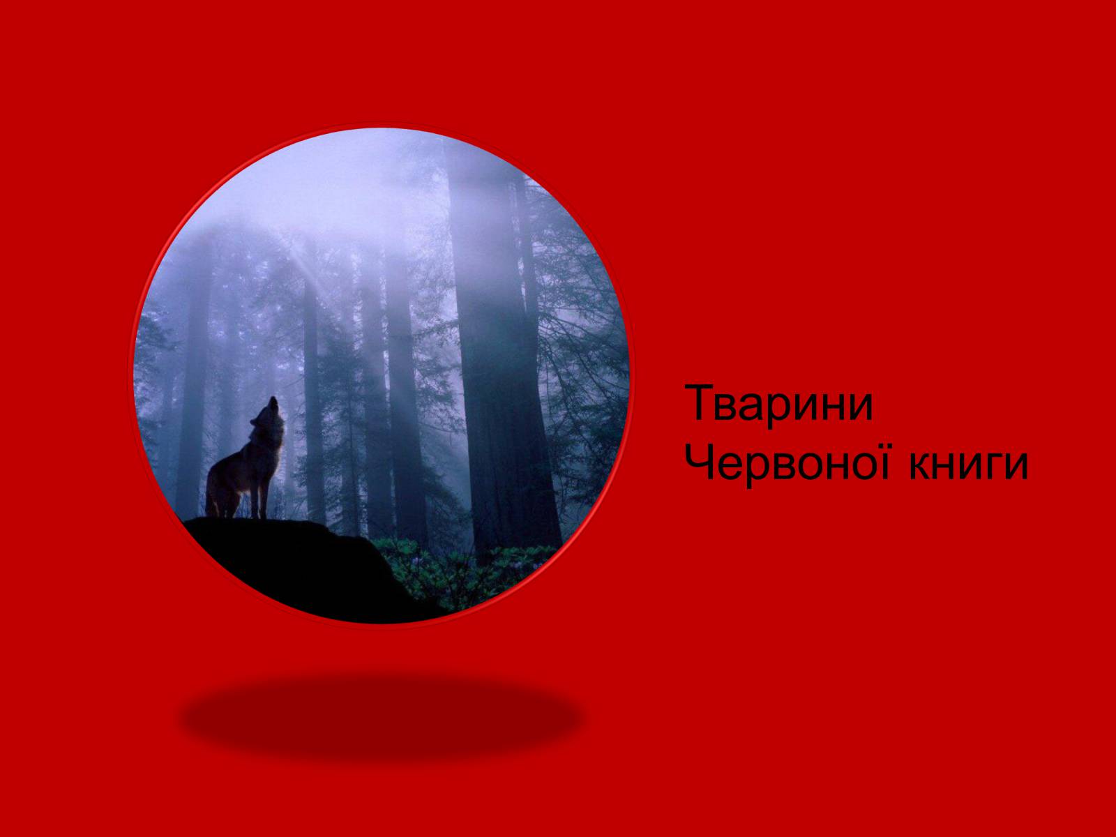 Презентація на тему «Тваринний і рослинний світ Червоної книги» - Слайд #12 Презентація на тему «Тваринний і рослинний світ Червоної книги» - Слайд #12