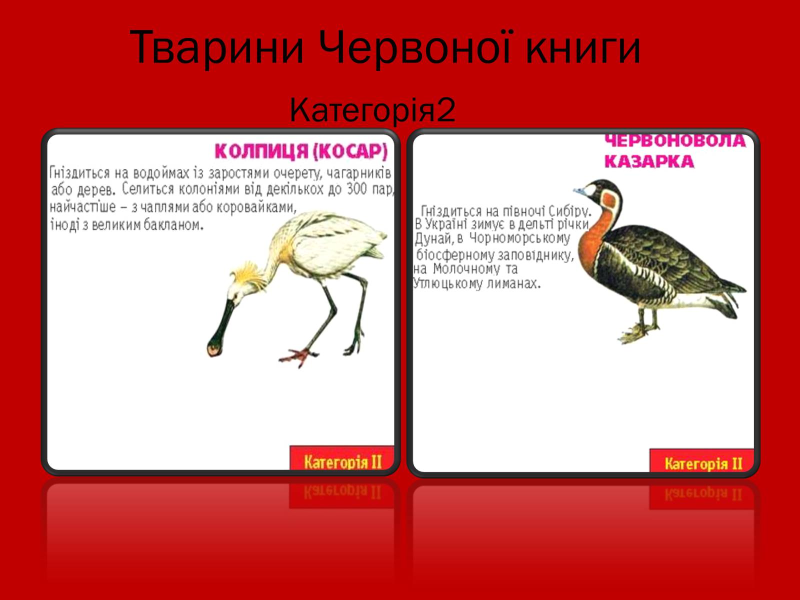 Презентація на тему «Тваринний і рослинний світ Червоної книги» - Слайд #15 Презентація на тему «Тваринний і рослинний світ Червоної книги» - Слайд #15