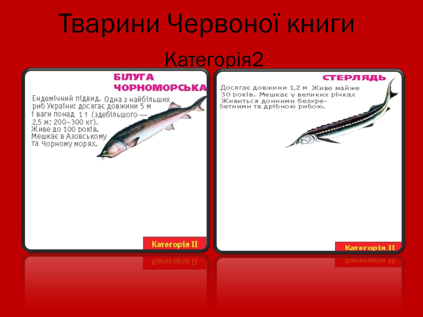 Презентація на тему «Тваринний і рослинний світ Червоної книги» - Слайд #16 Презентація на тему «Тваринний і рослинний світ Червоної книги» - Слайд #16
